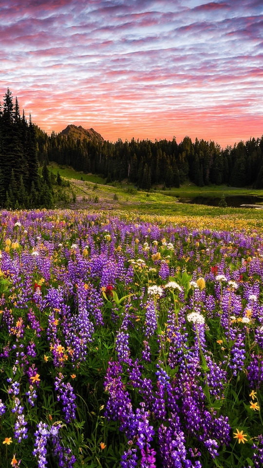 Скачать картинку Пейзаж, Гора, Цветок, Лес, Земля, Фиолетовый Цветок, Маунт Рейнир, Земля/природа в телефон бесплатно.