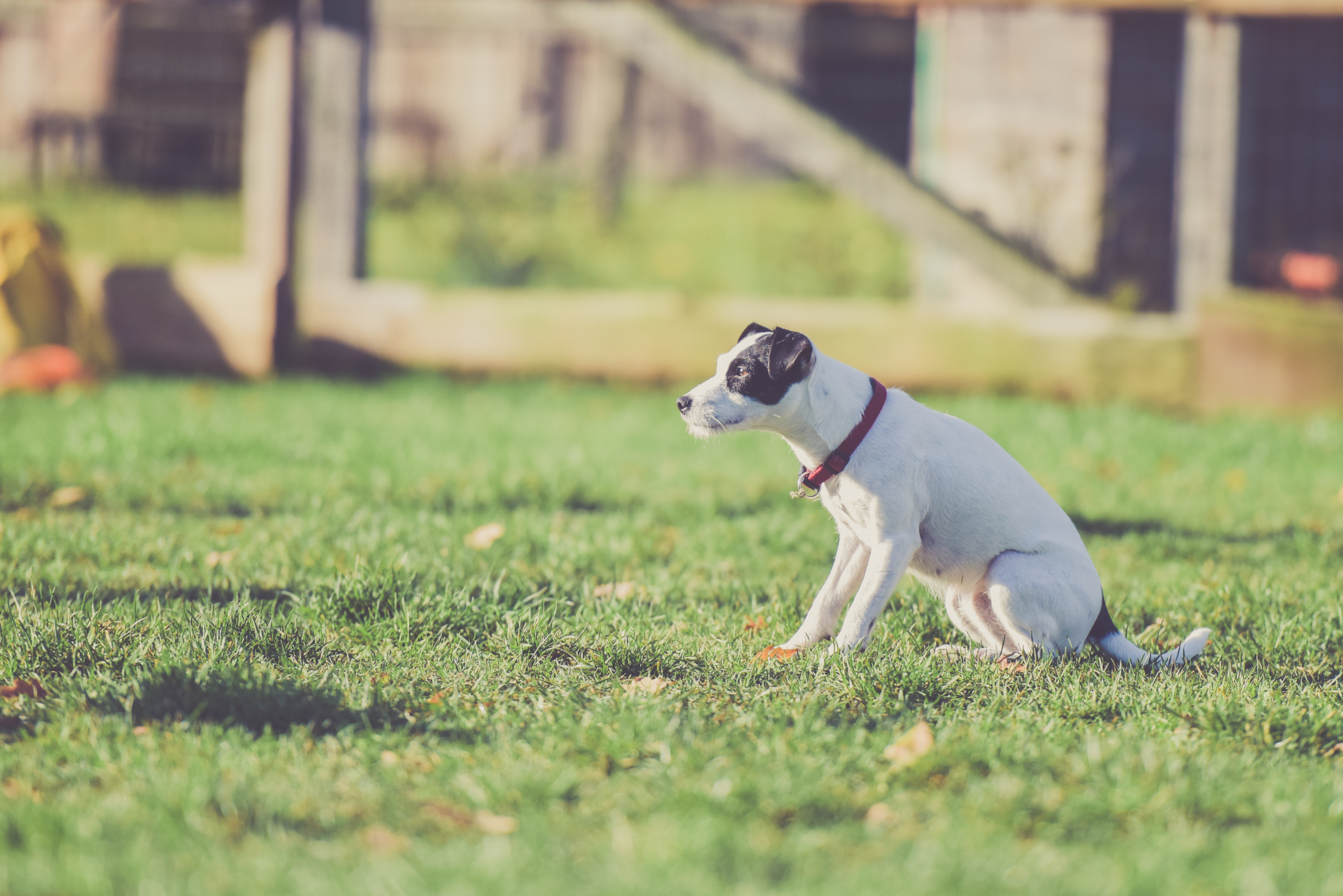 Download mobile wallpaper Collar, Grass, Animals, Dog, Stroll for free.