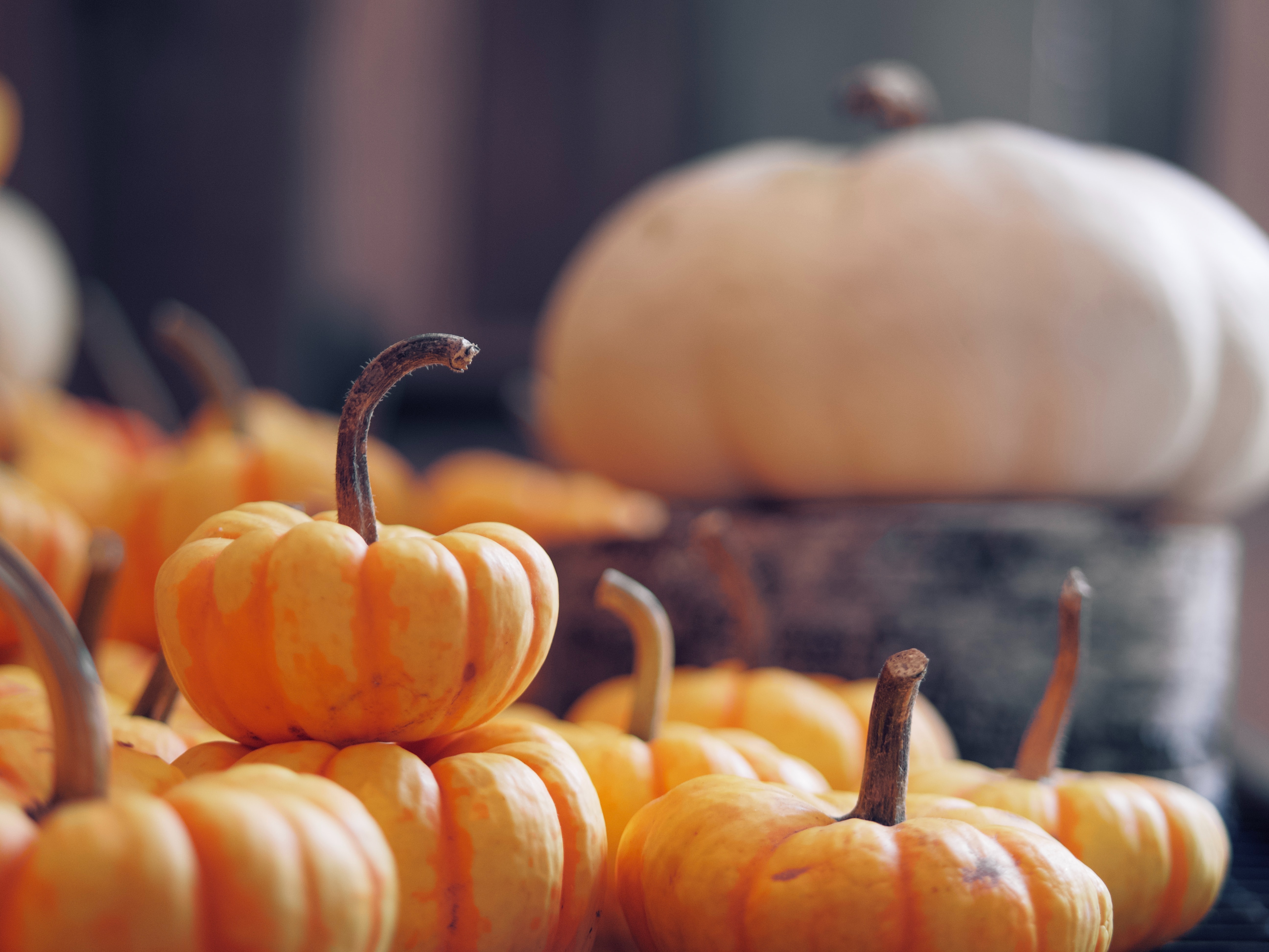 Free download wallpaper Food, Vegetable, Autumn, Pumpkin, Harvest on your PC desktop
