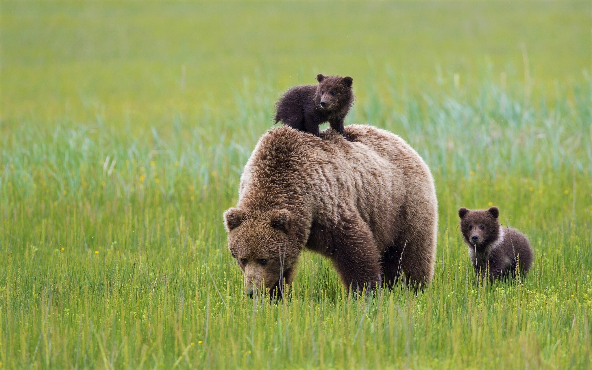 Laden Sie das Tiere, Bären, Liebe, Bär, Süß, Tierbaby, Jungtier-Bild kostenlos auf Ihren PC-Desktop herunter