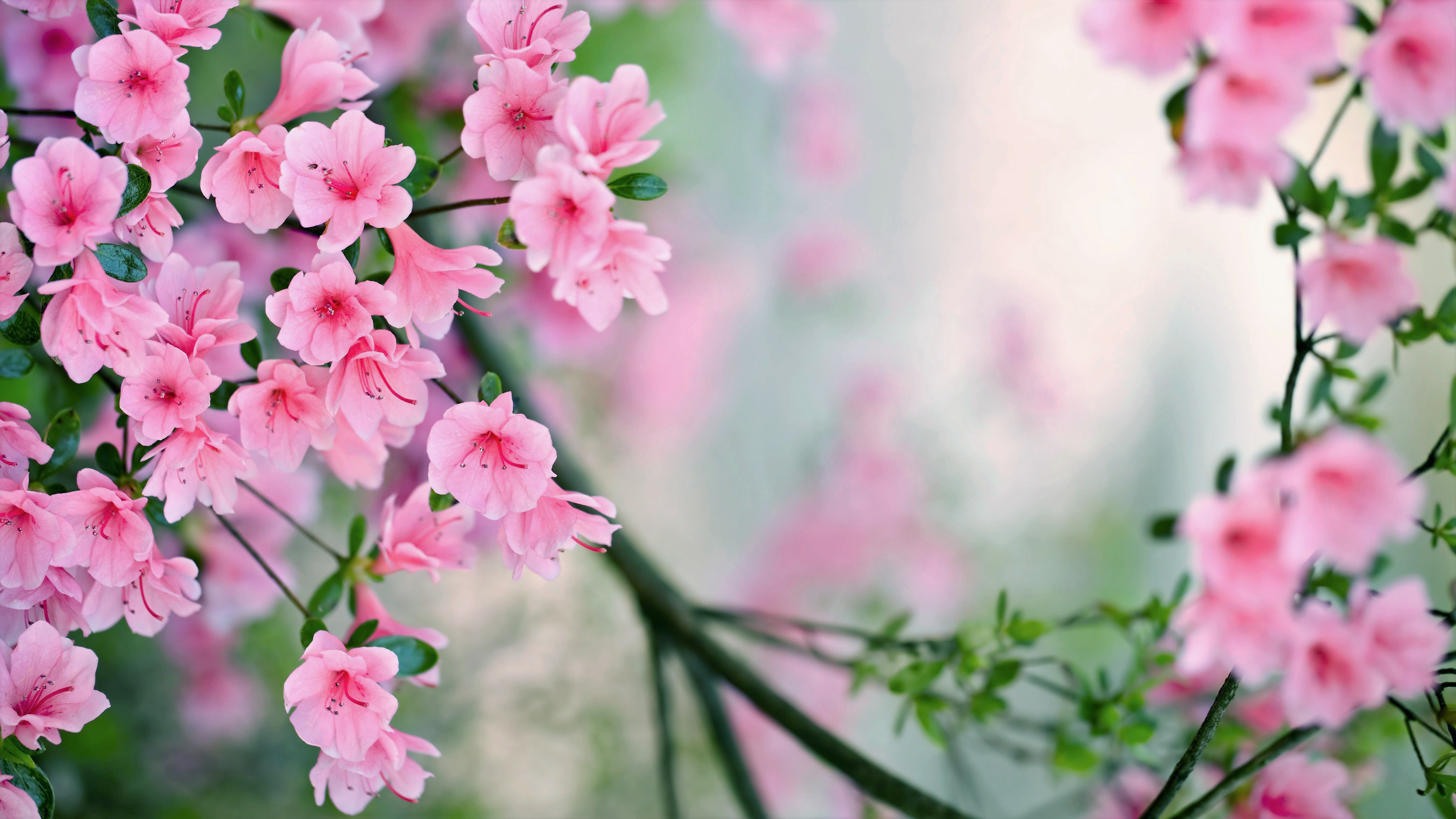Baixe gratuitamente a imagem Flores, Flor, Flor Rosa, Floração, Ramo, Primavera, Terra/natureza na área de trabalho do seu PC