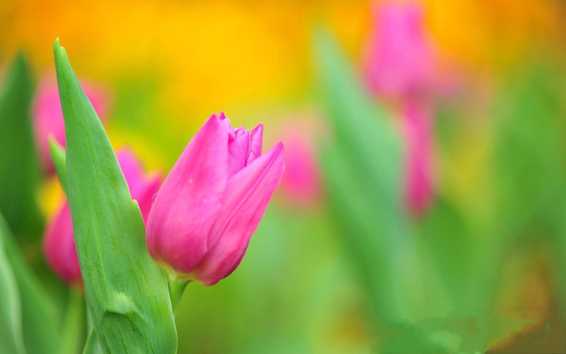 Free download wallpaper Flowers, Flower, Close Up, Greens, Tulips on your PC desktop
