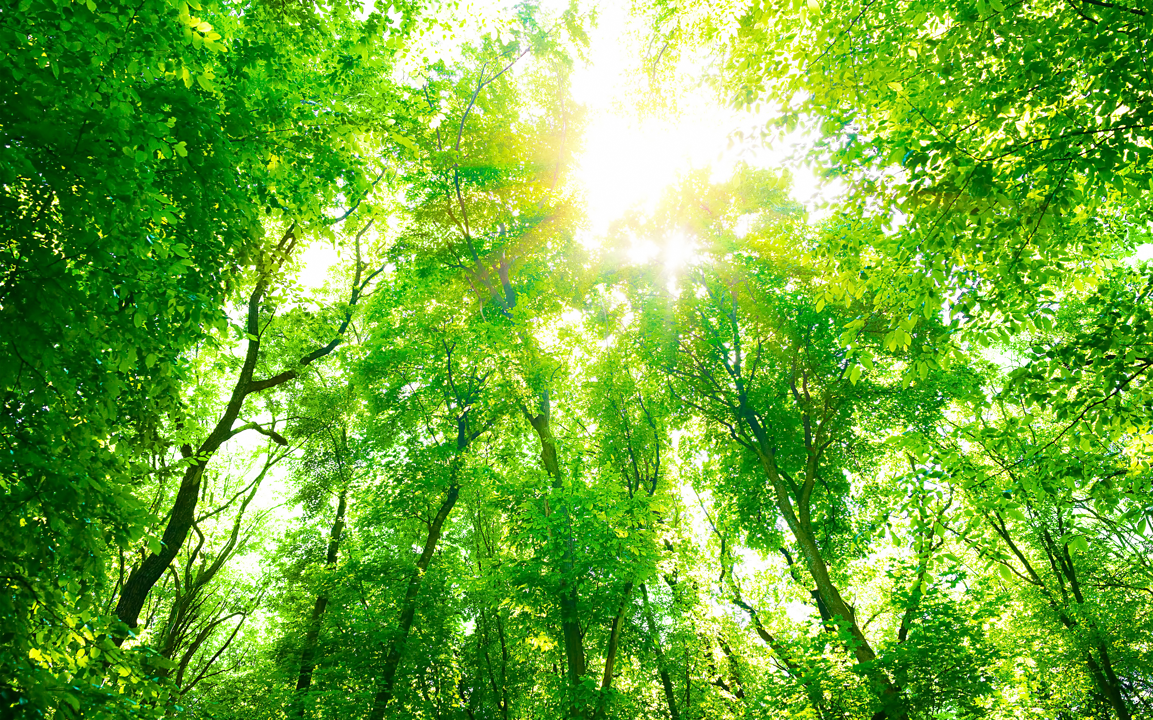 Download mobile wallpaper Nature, Summer, Forest, Tree, Earth for free.