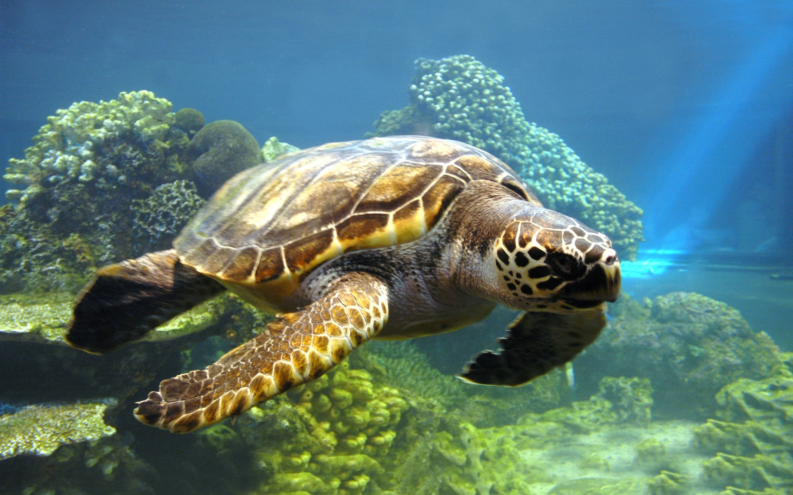 25705 скачать обои черепахи, животные, море - заставки и картинки бесплатно