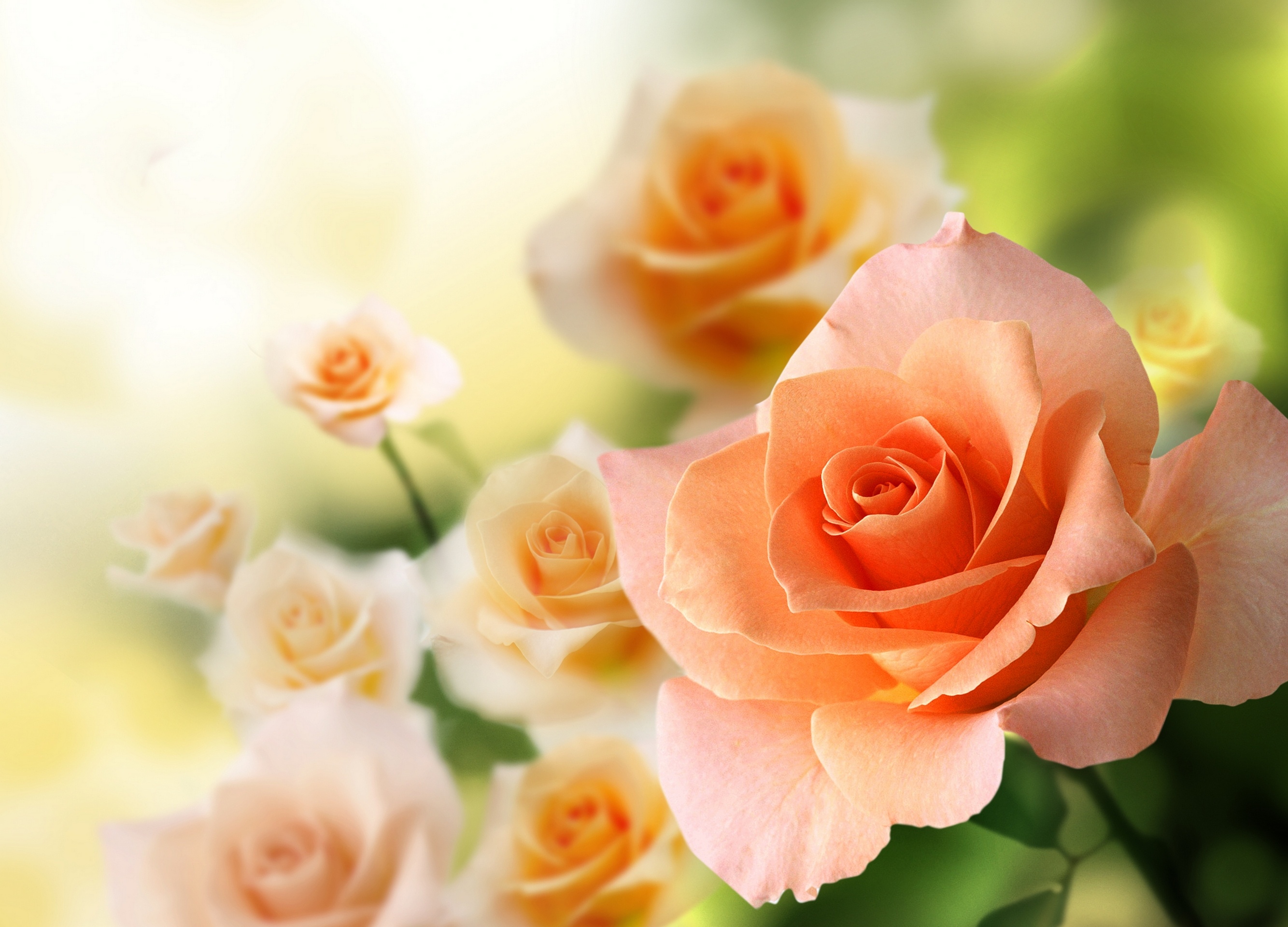 Free download wallpaper Flowers, Rose, Earth on your PC desktop