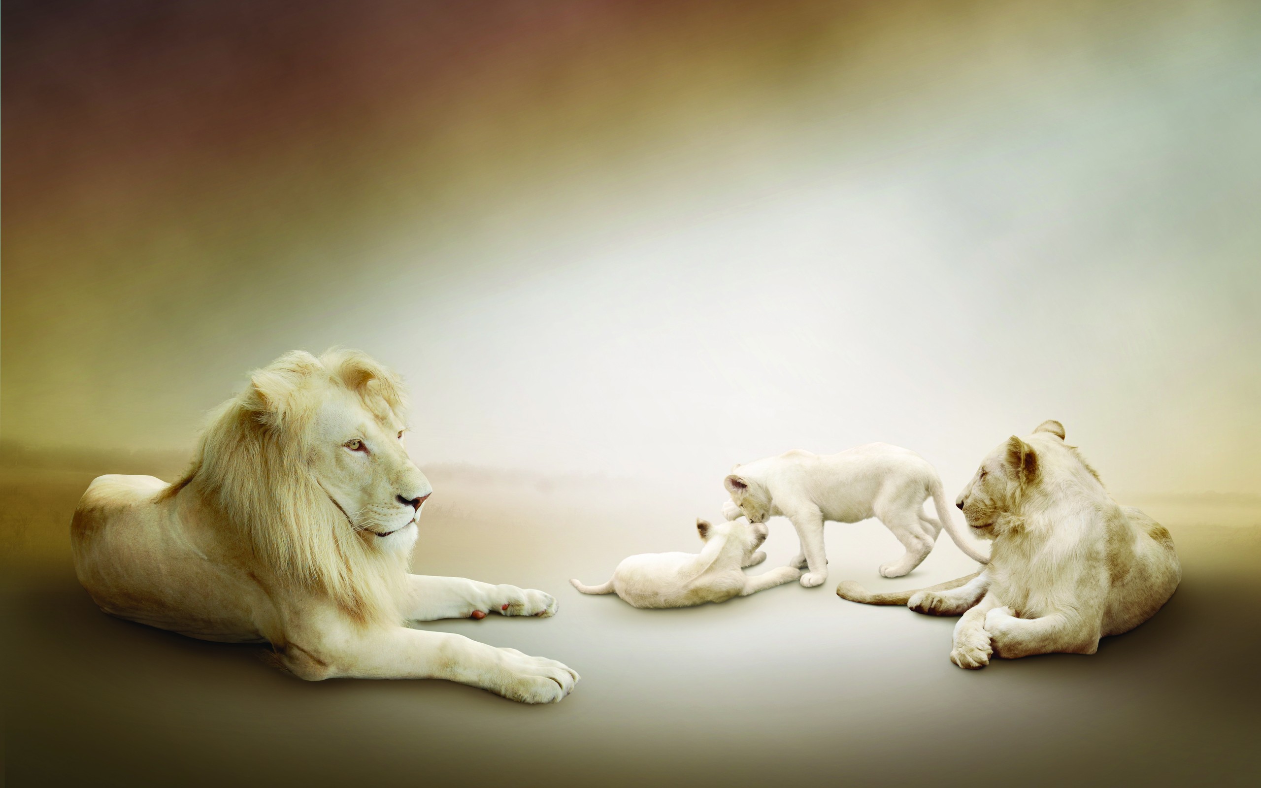 544912 скачать обои животные, белый лев, детеныш, милые - заставки и картинки бесплатно