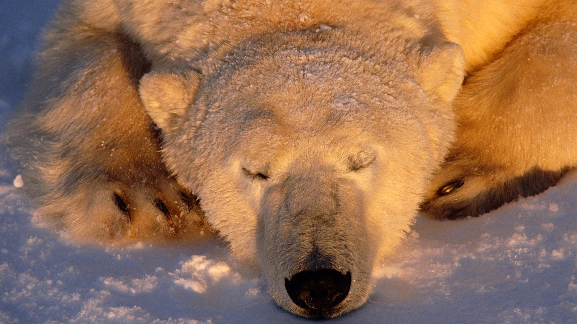 Baixar papel de parede para celular de Animais, Urso Polar gratuito.