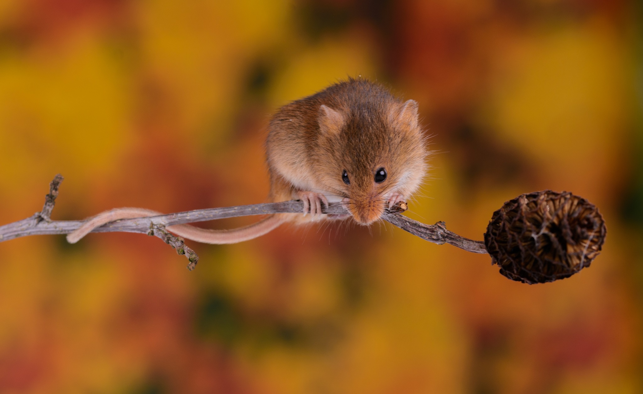 Free download wallpaper Animal, Mouse, Rodent on your PC desktop