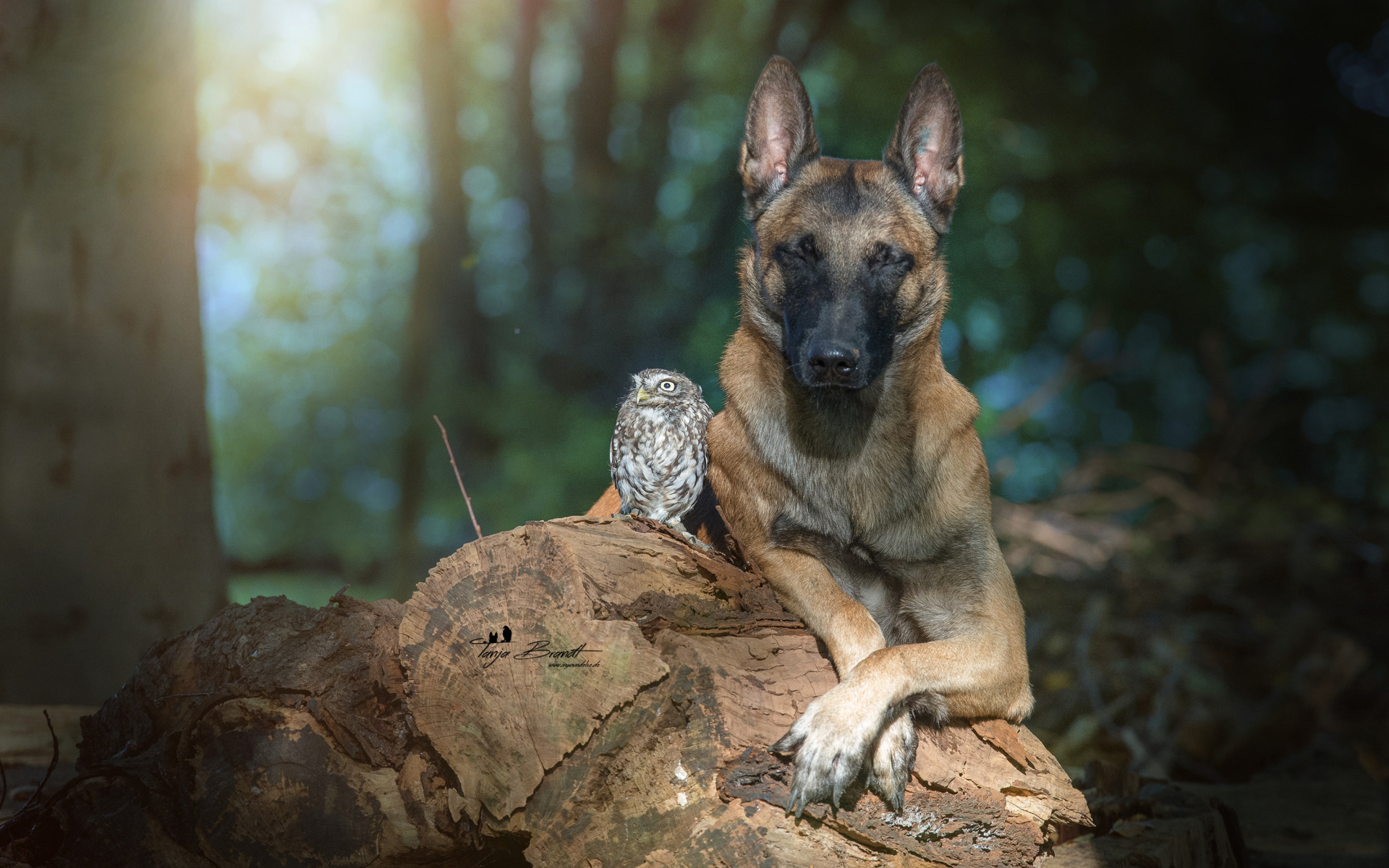 Free download wallpaper Dogs, Owl, Dog, Animal, Belgian Malinois on your PC desktop