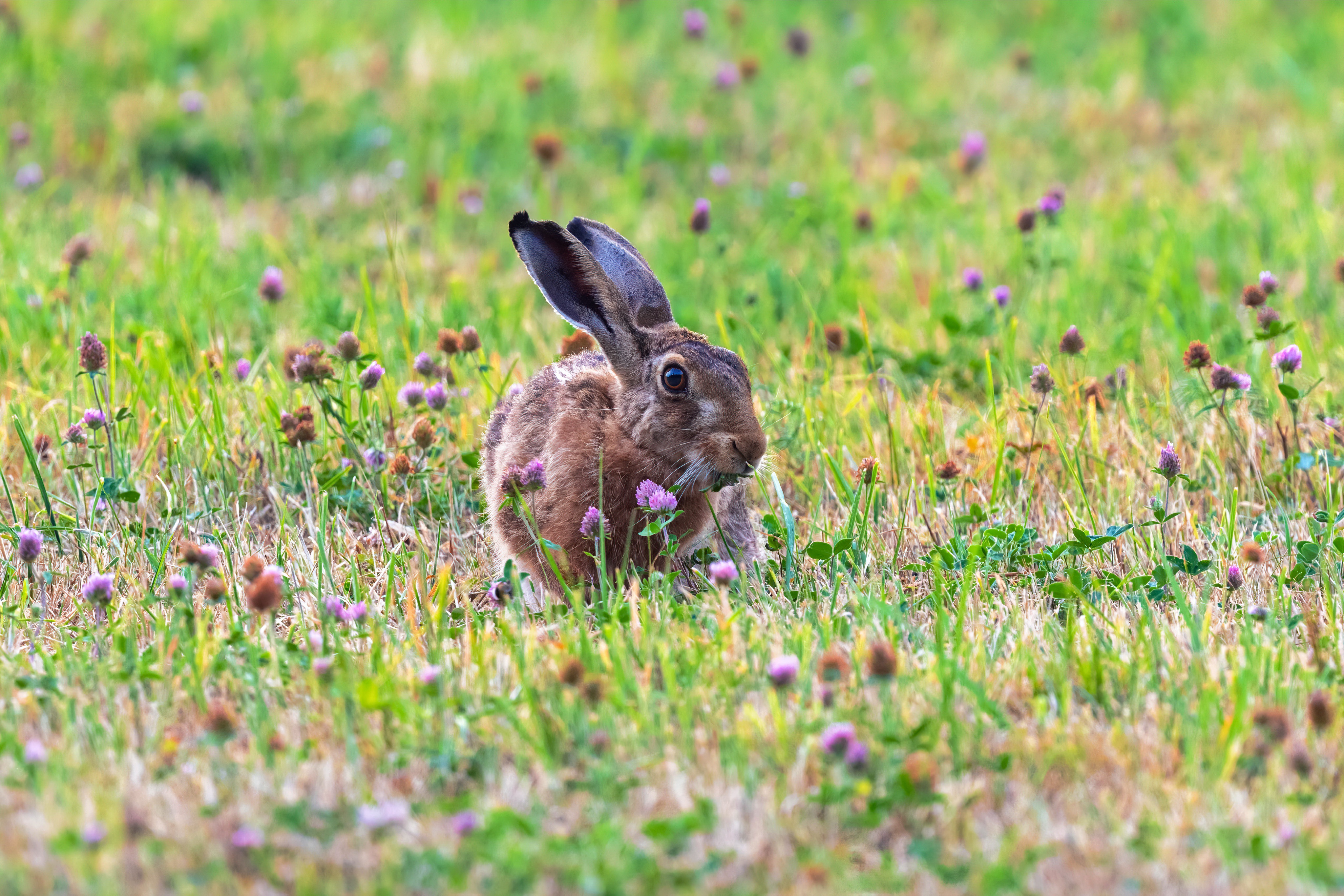 PCデスクトップに動物, 野ウサギ画像を無料でダウンロード
