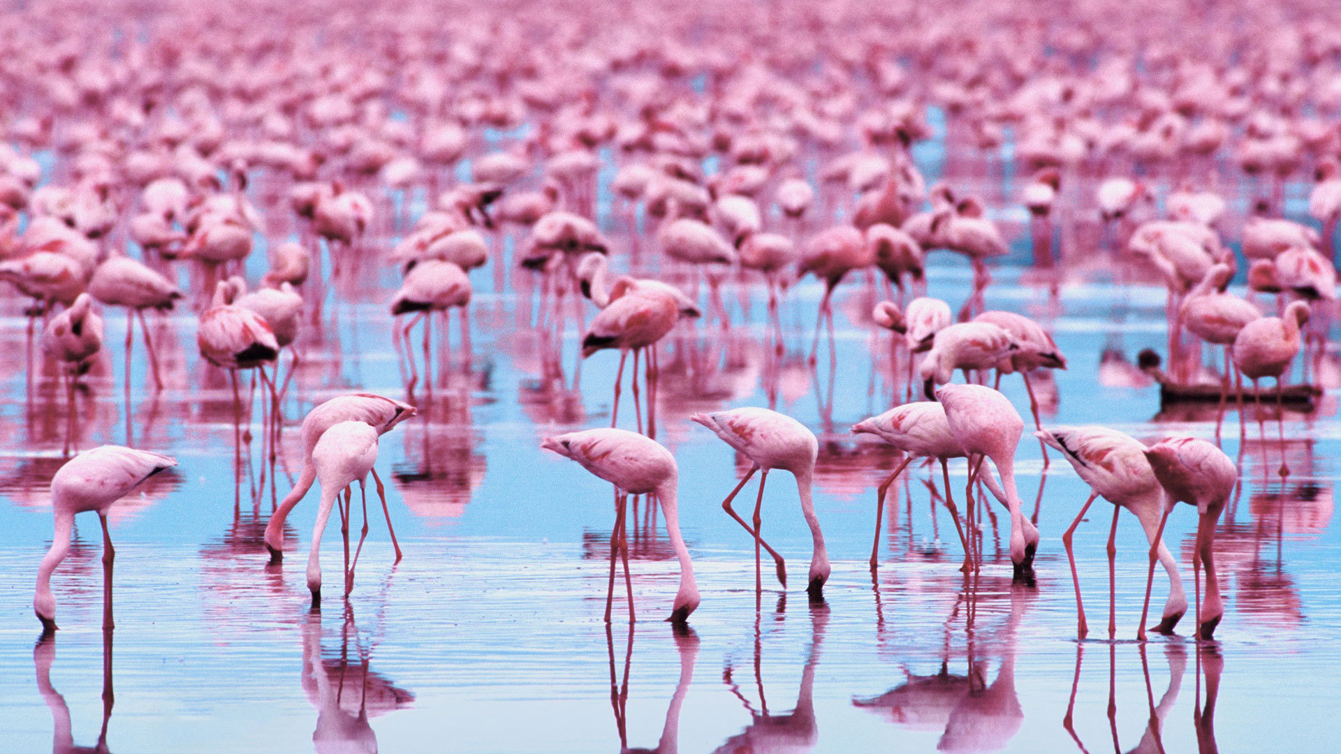 Flamingo iPhone Background