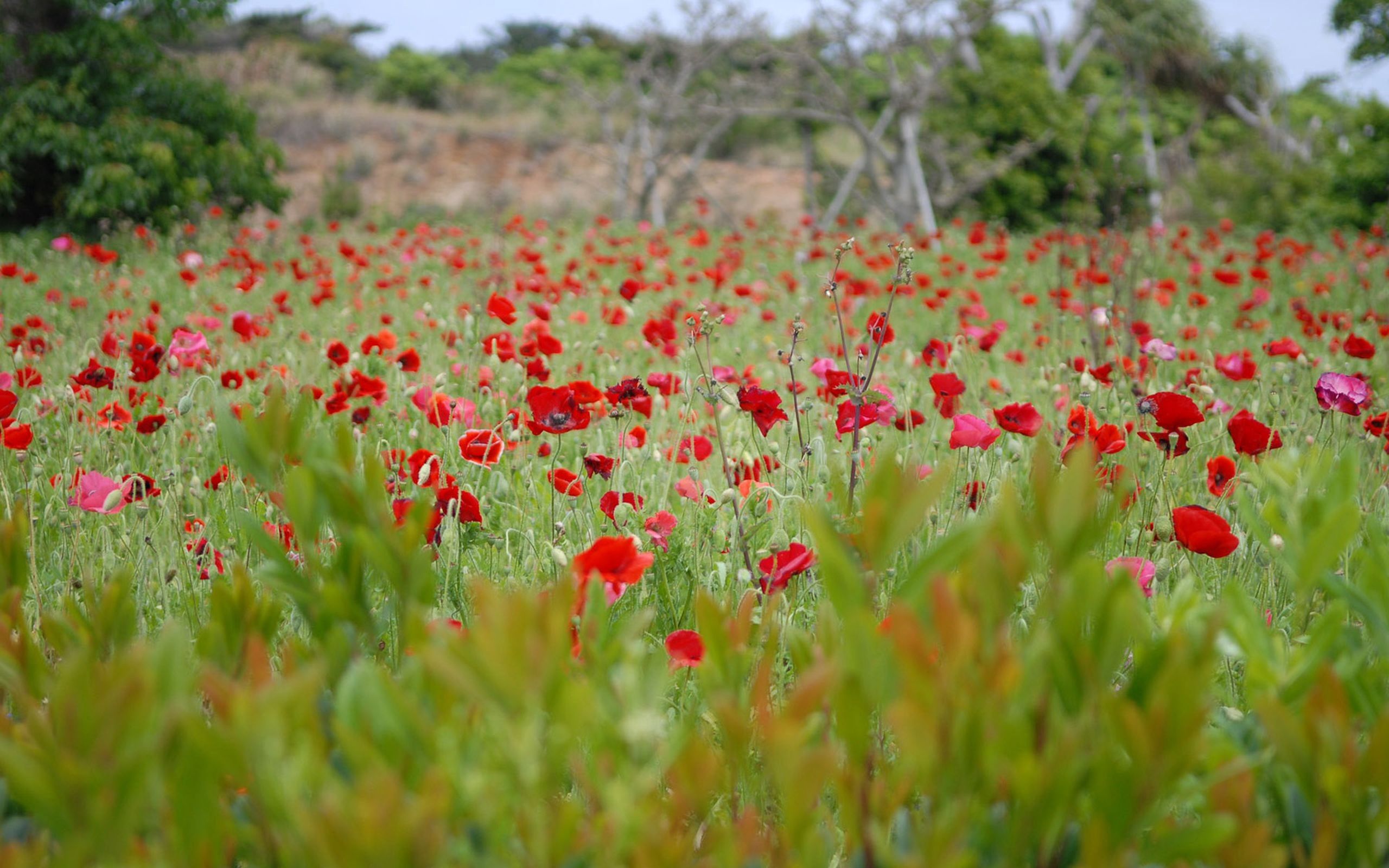 Free download wallpaper Nature, Grass, Poppies, Flowers, Field on your PC desktop