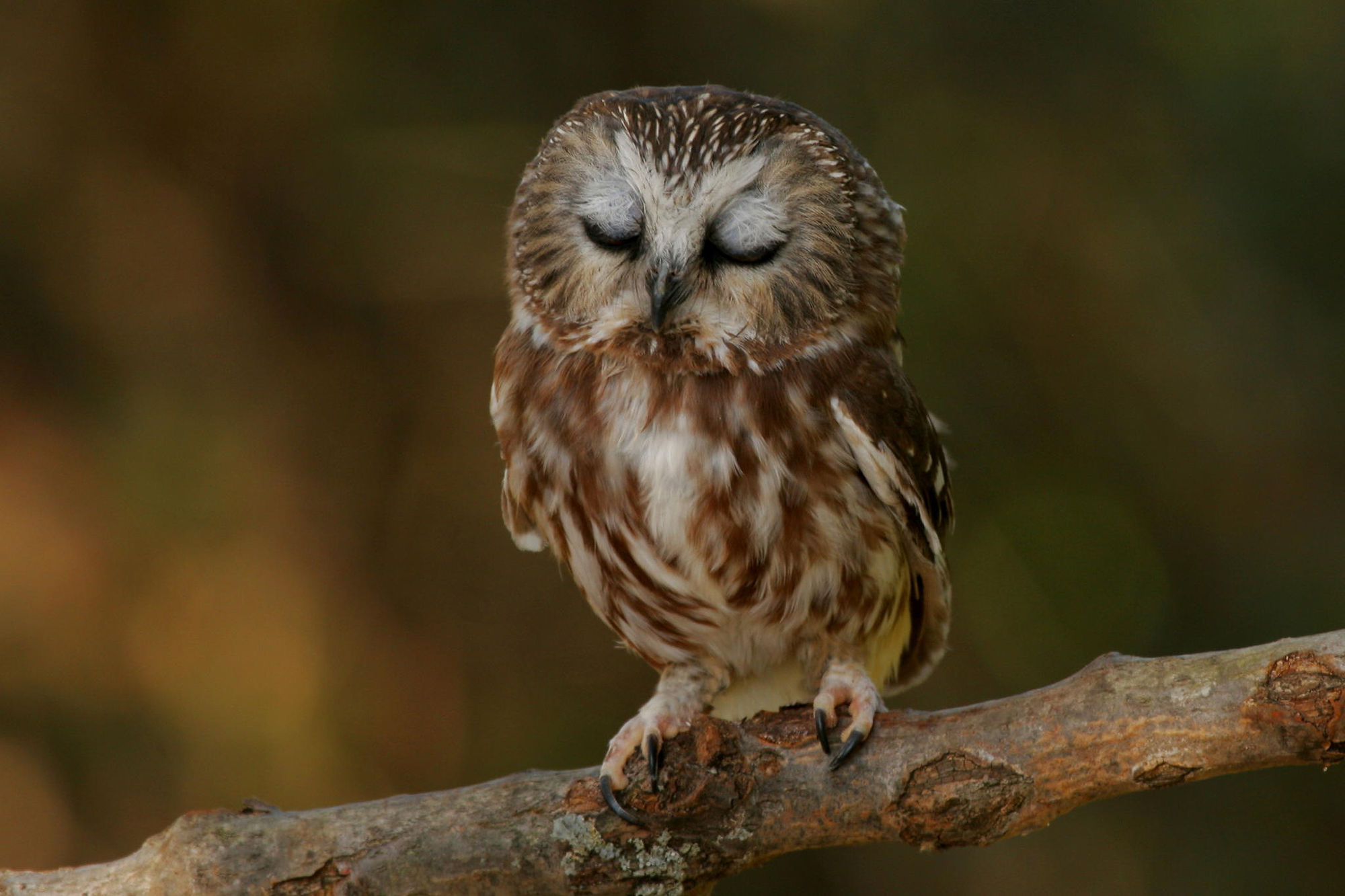 Free download wallpaper Birds, Owl, Bird, Animal on your PC desktop