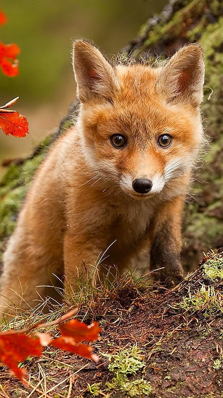 Téléchargez des papiers peints mobile Animaux, Renard, Lionceau, Bébé Animal gratuitement.