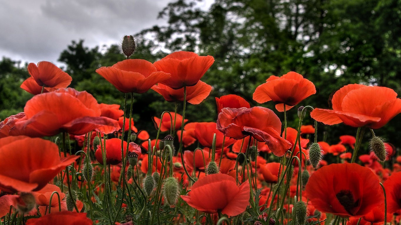 Free download wallpaper Nature, Flowers, Flower, Earth, Poppy, Red Flower on your PC desktop