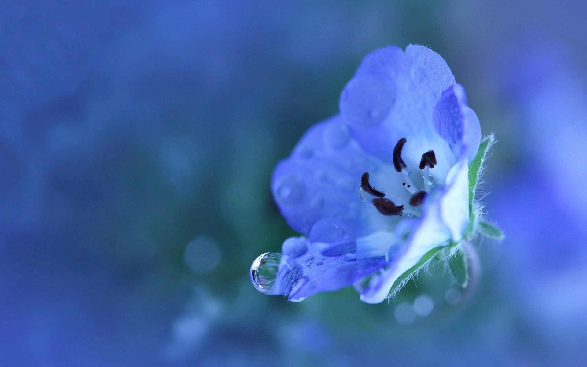 PCデスクトップに滴, 花, 大きい, 青い, マクロ, 花びら画像を無料でダウンロード