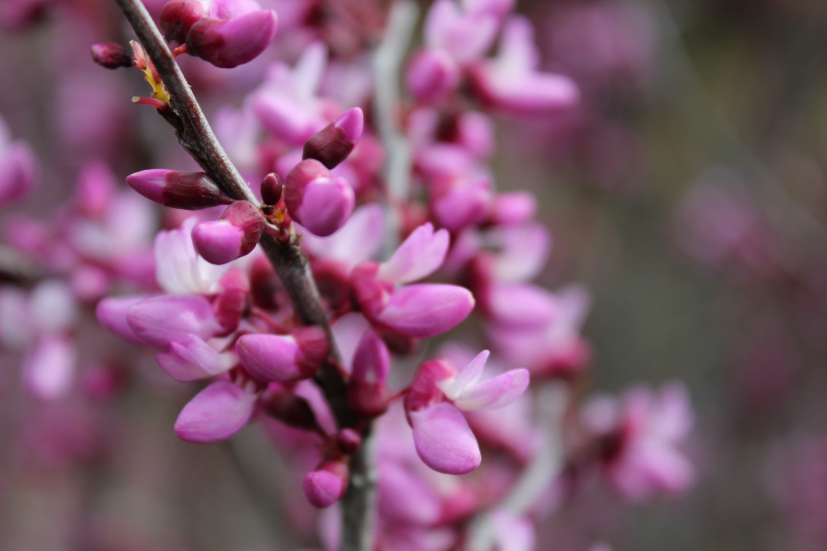 Descarga gratis la imagen Flores, Florecer, Tierra/naturaleza en el escritorio de tu PC