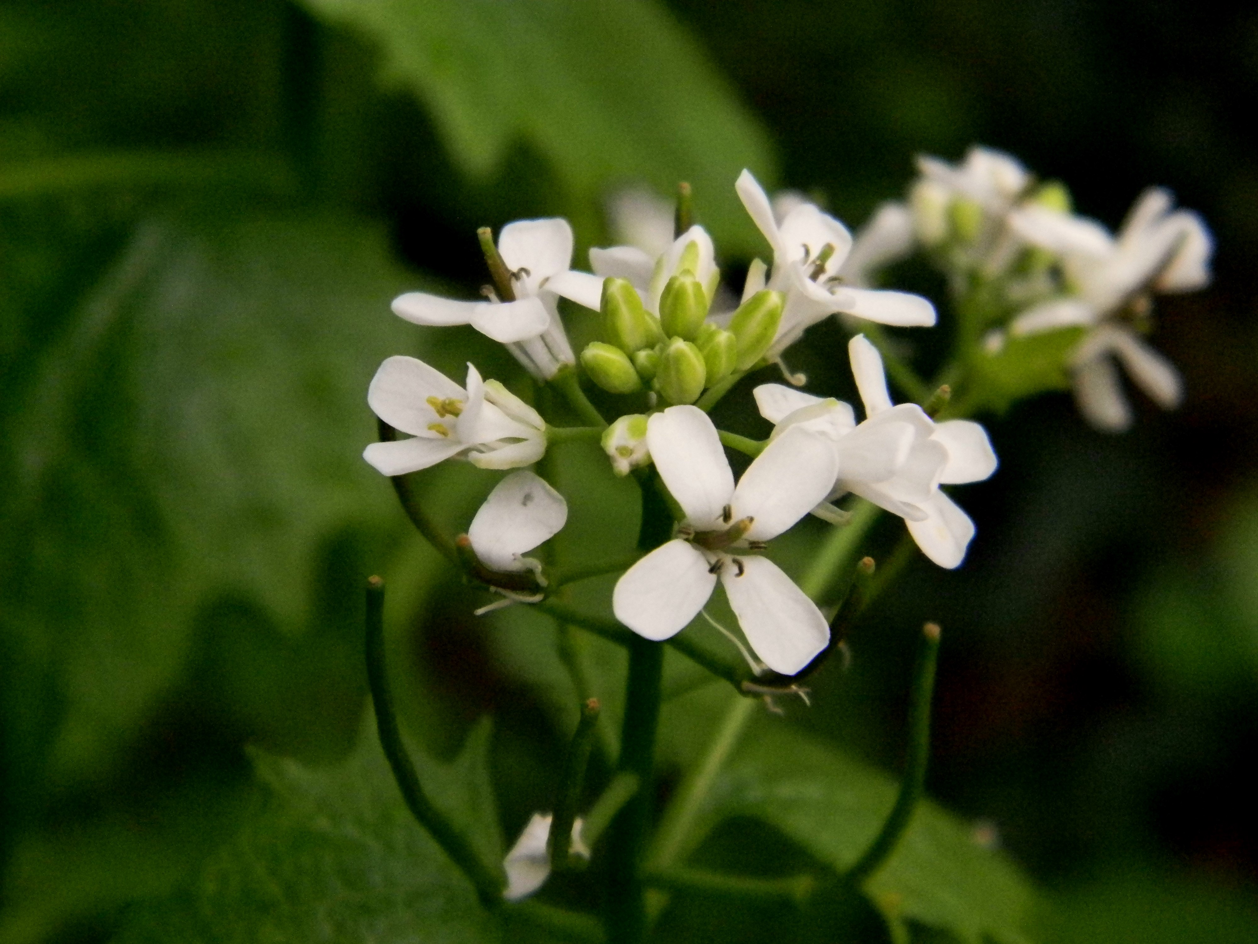 Laden Sie das Blumen, Blume, Erde/natur-Bild kostenlos auf Ihren PC-Desktop herunter