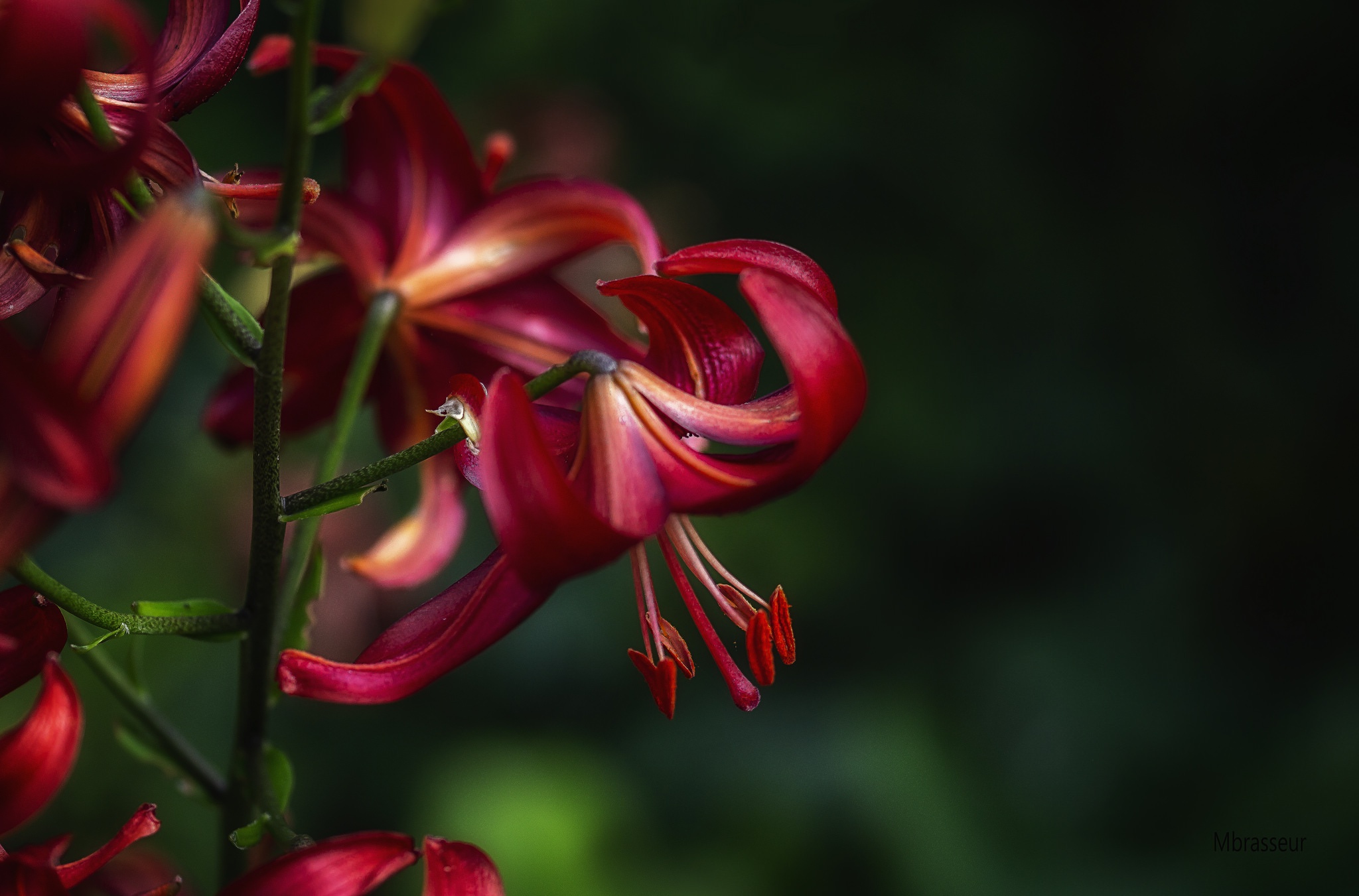 Free download wallpaper Flowers, Flower, Close Up, Earth, Lily on your PC desktop