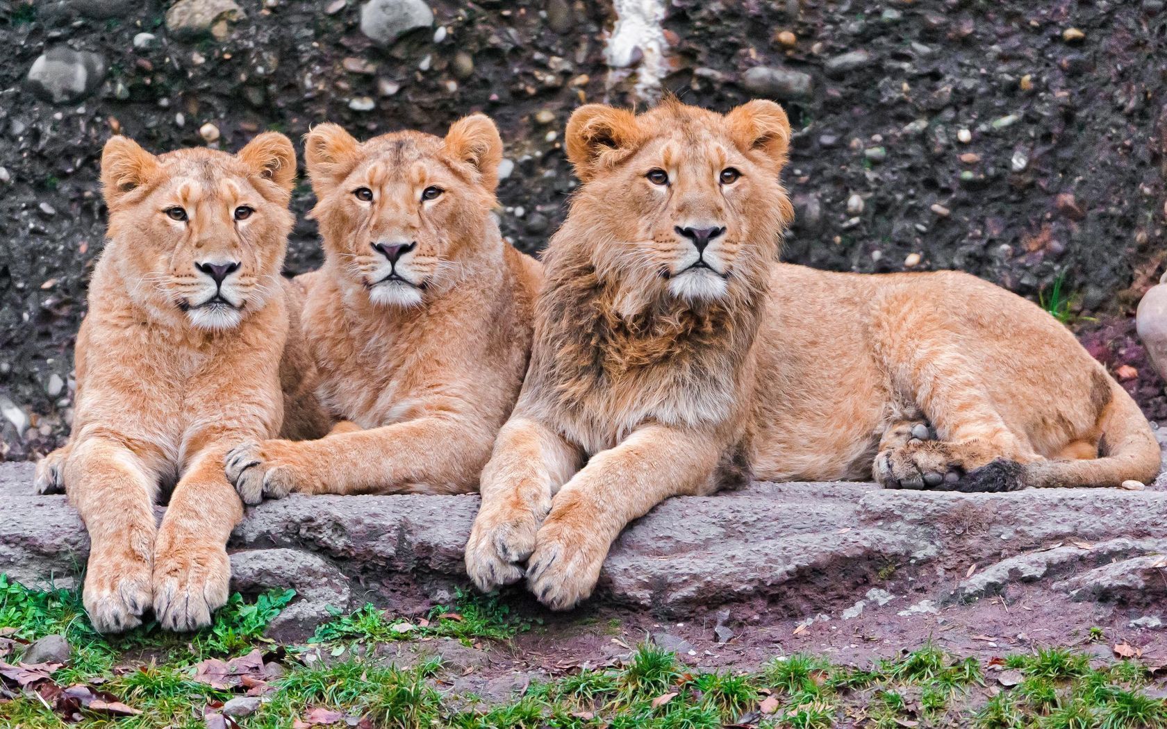 91605 скачать картинку лежать, львы, животные, семья, хищники - обои и заставки бесплатно