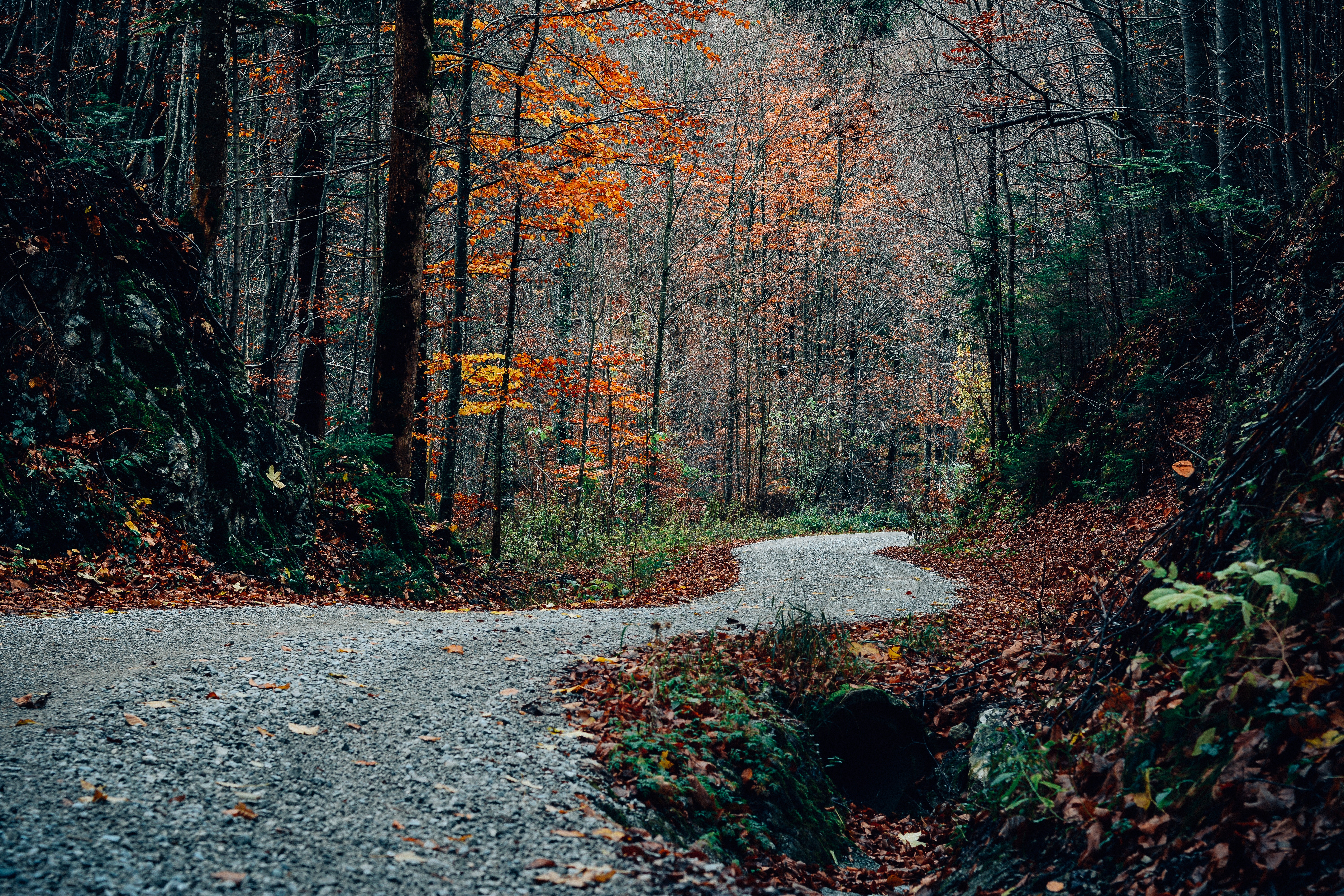 Free download wallpaper Turn, Nature, Trees, Road, Autumn on your PC desktop