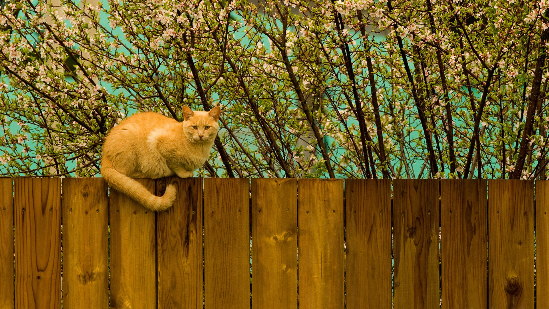 Baixar papel de parede para celular de Animais, Gato gratuito.