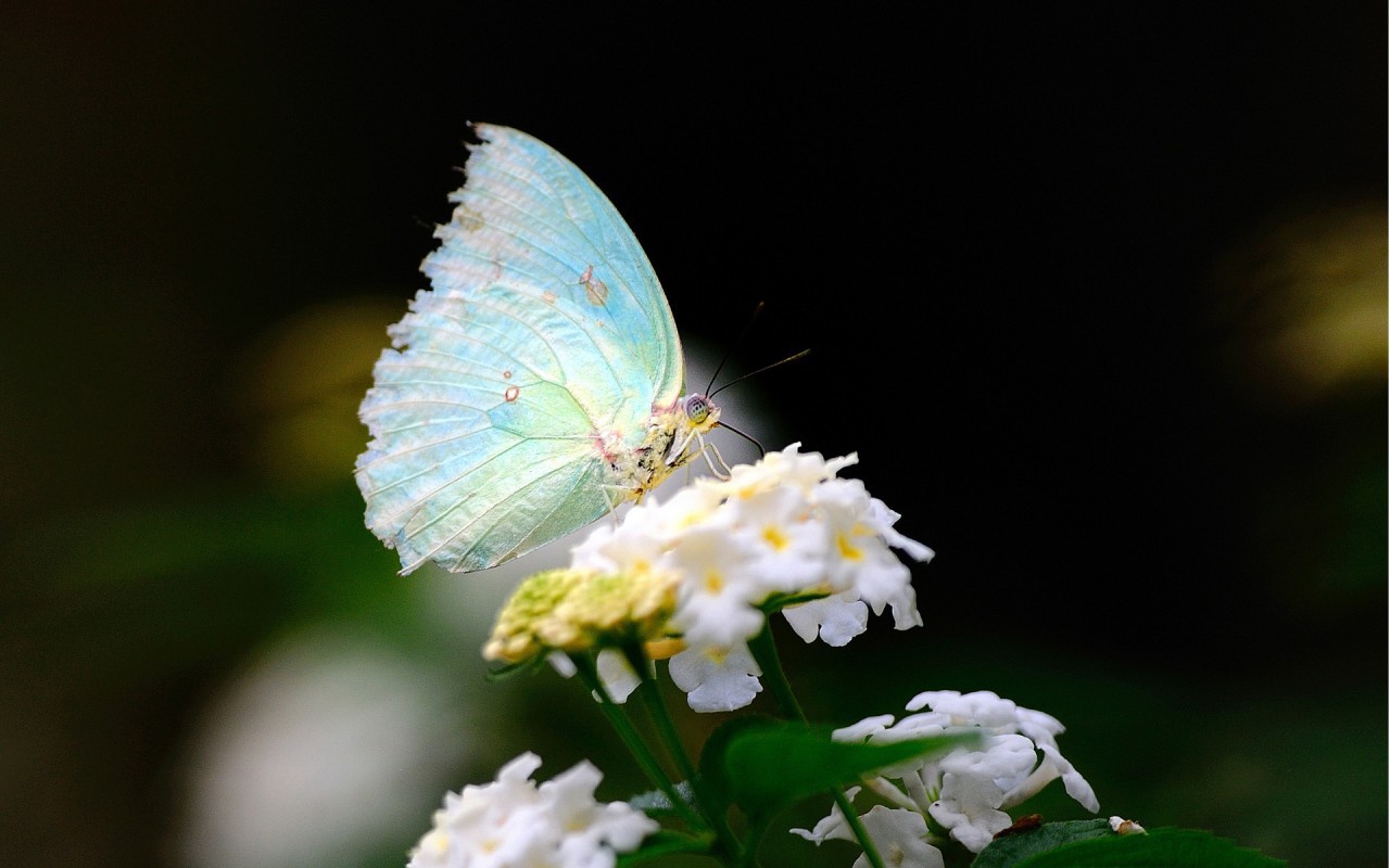 35193 завантажити шпалери метелики, комахи - заставки і картинки безкоштовно