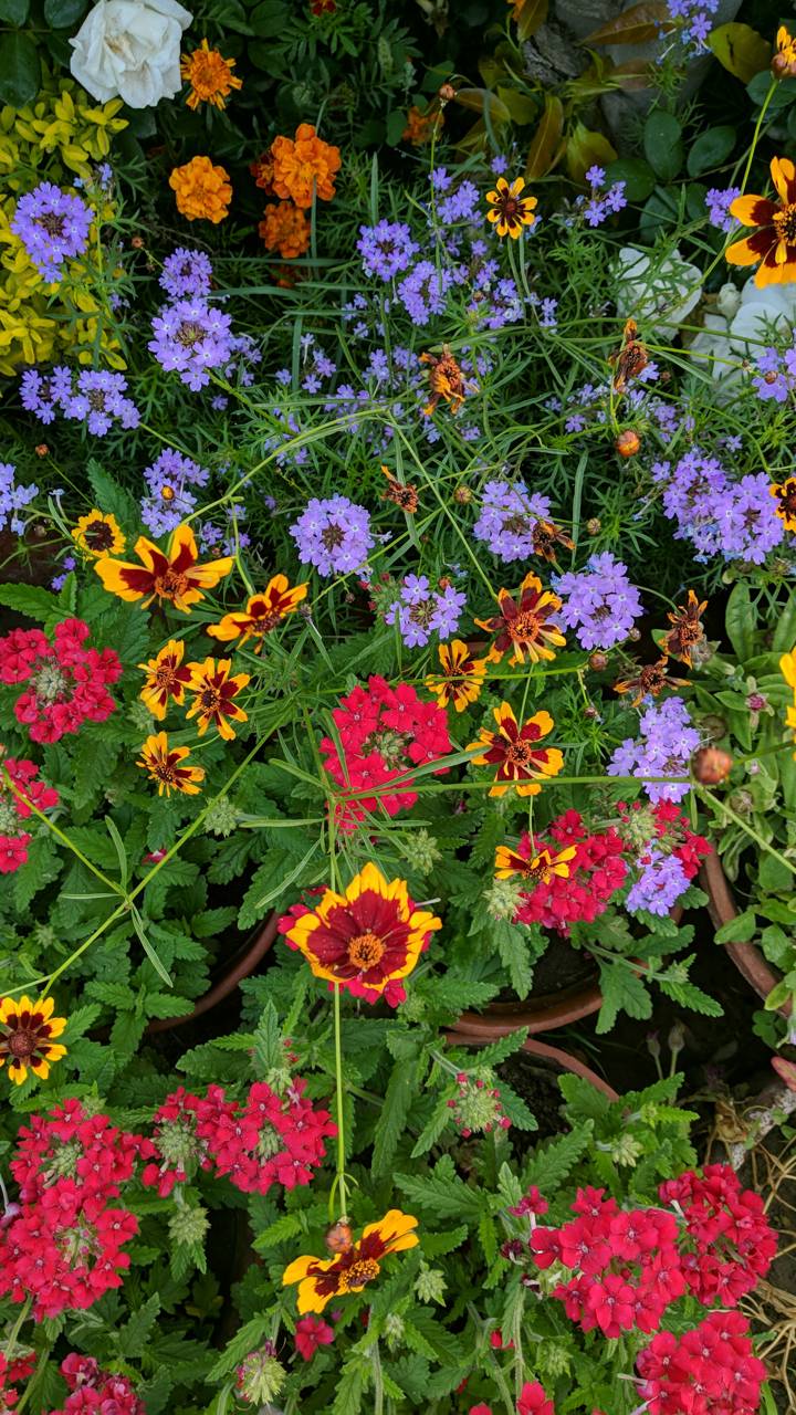 Descarga gratuita de fondo de pantalla para móvil de Flores, Flor, Tierra, Primavera, Tierra/naturaleza.