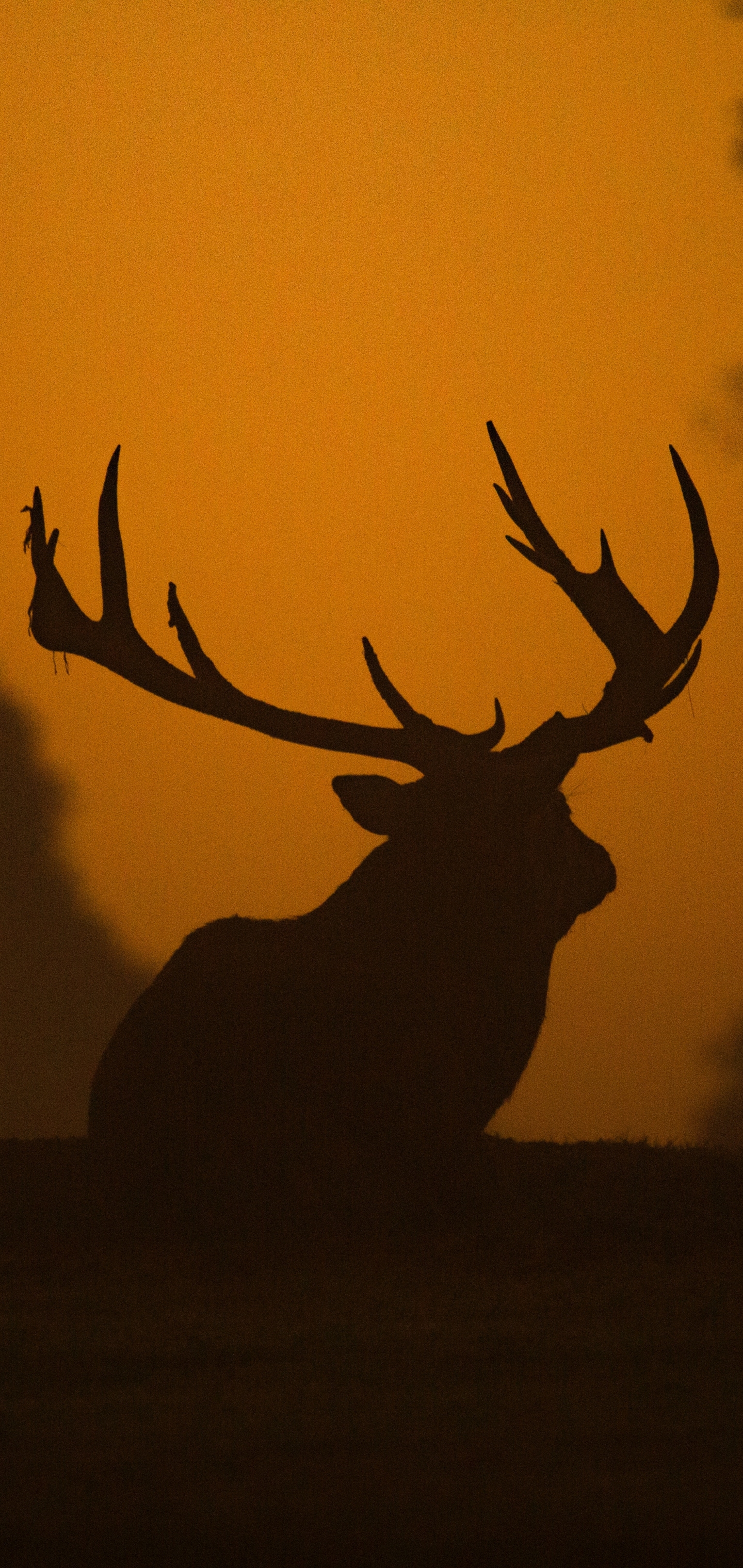 Handy-Wallpaper Tiere, Natur, Hirsch kostenlos herunterladen.