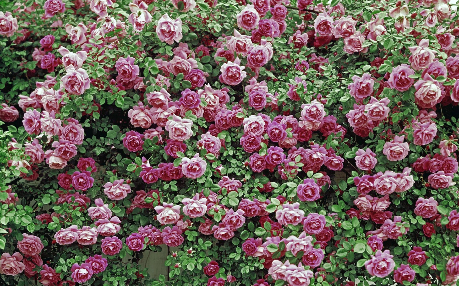 7243 Bild herunterladen roses, pflanzen, blumen, hintergrund - Hintergrundbilder und Bildschirmschoner kostenlos