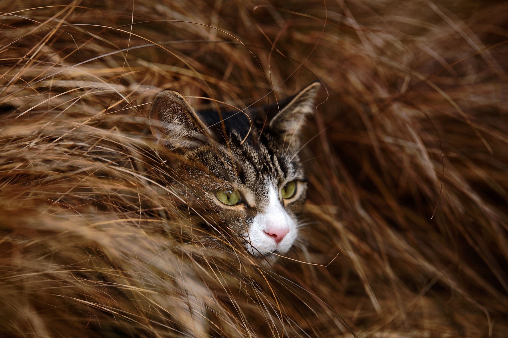 PCデスクトップに動物, 草, ネコ, 猫画像を無料でダウンロード