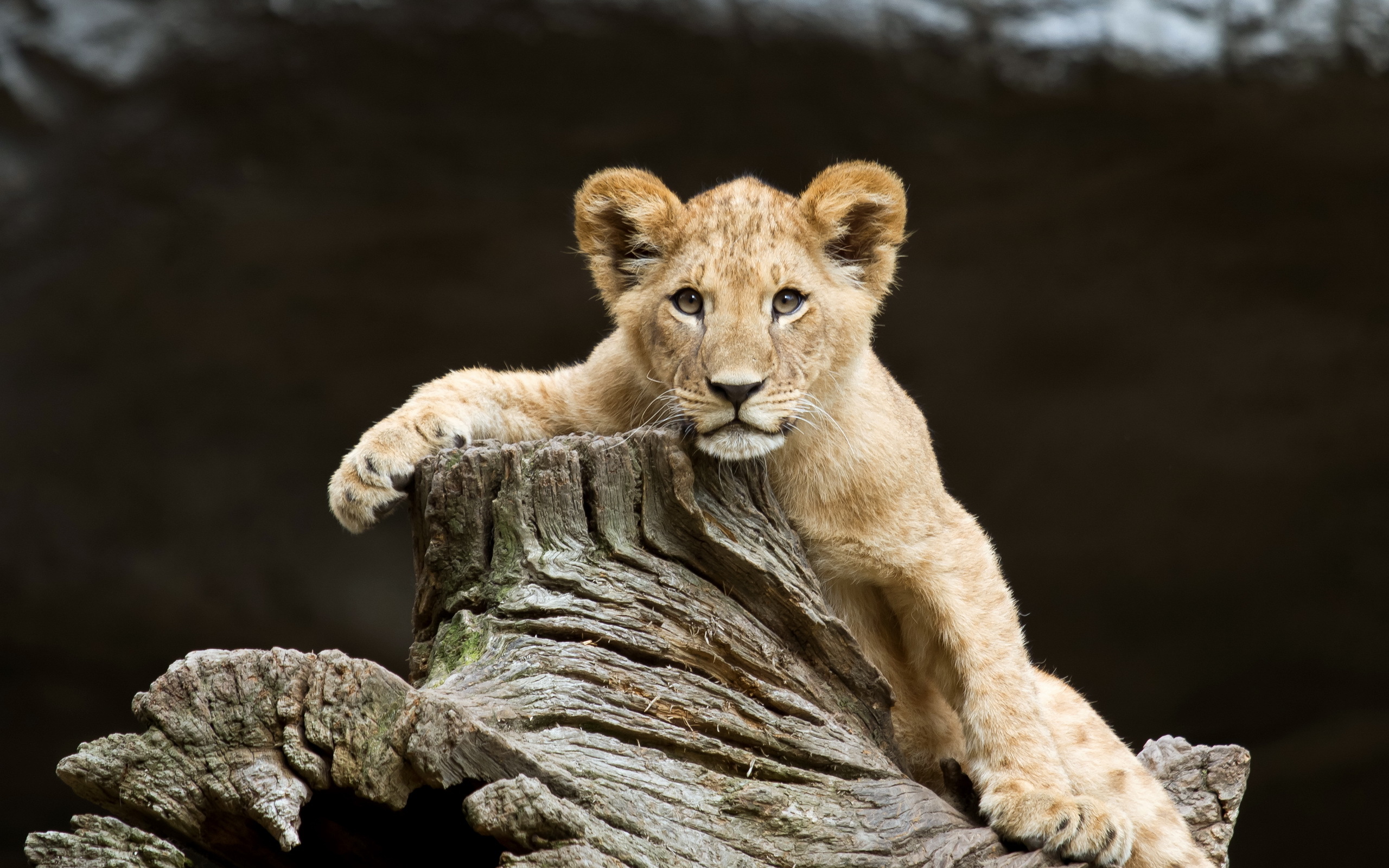 Téléchargez des papiers peints mobile Lion, Chats, Animaux gratuitement.