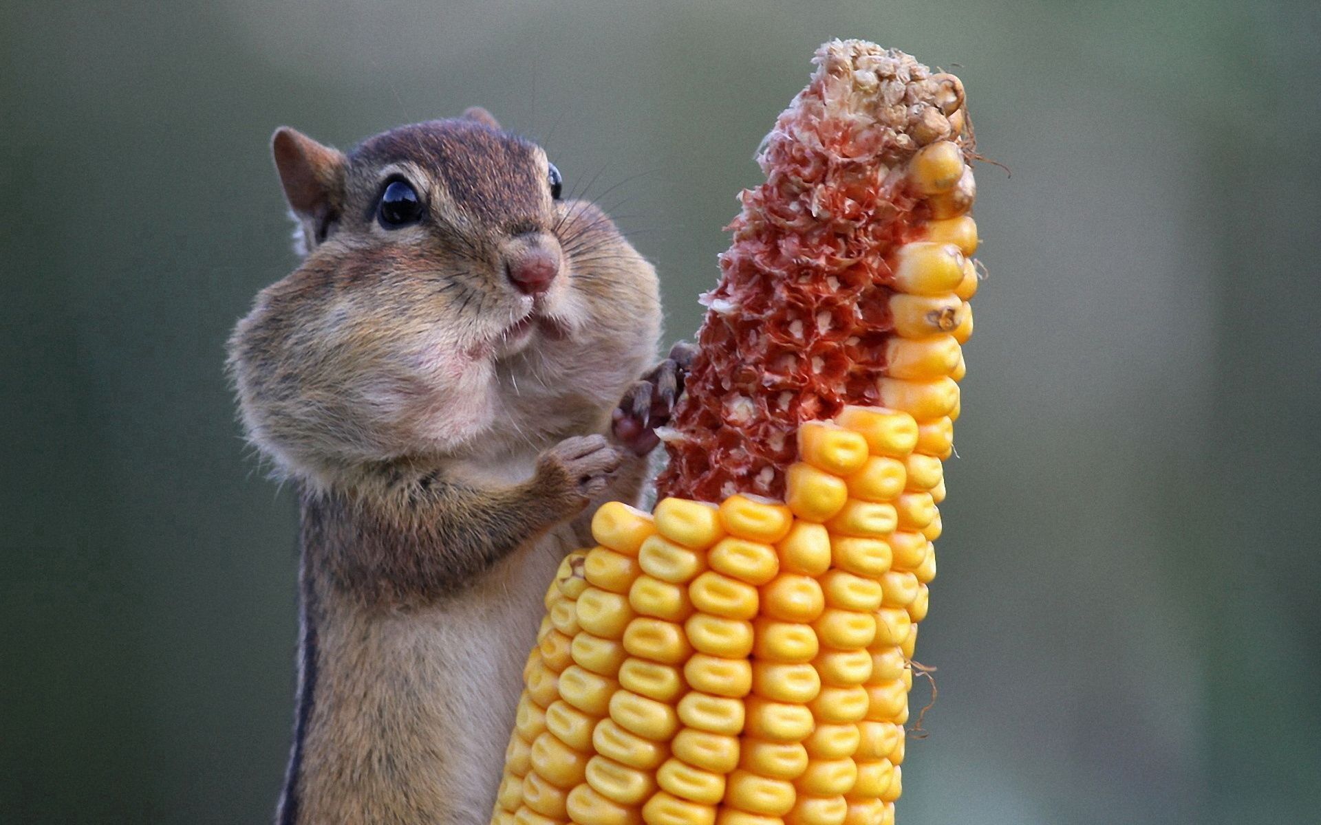 corn, food, animals, squirrel, maize