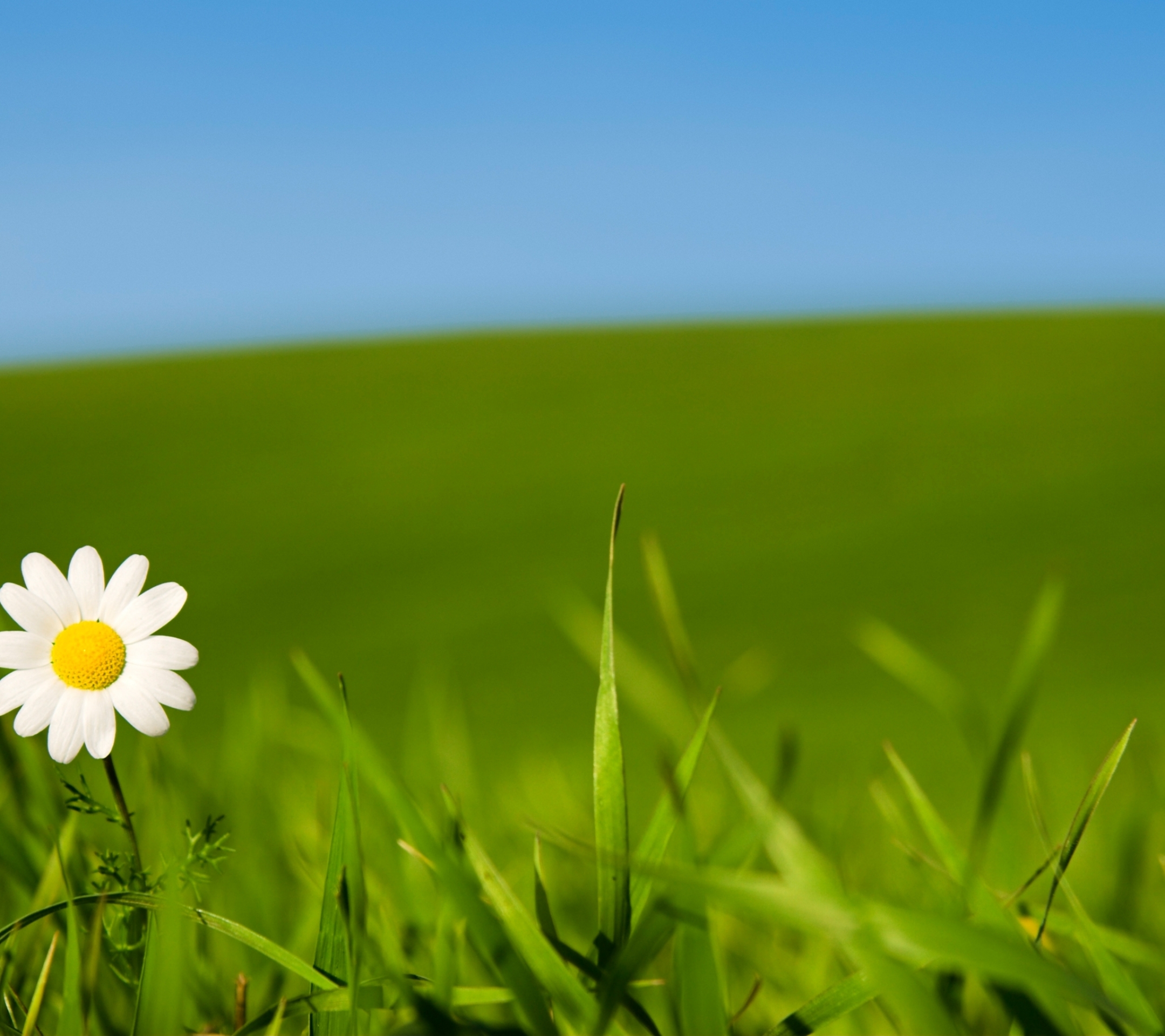 Handy-Wallpaper Blumen, Gänseblümchen, Erde/natur kostenlos herunterladen.