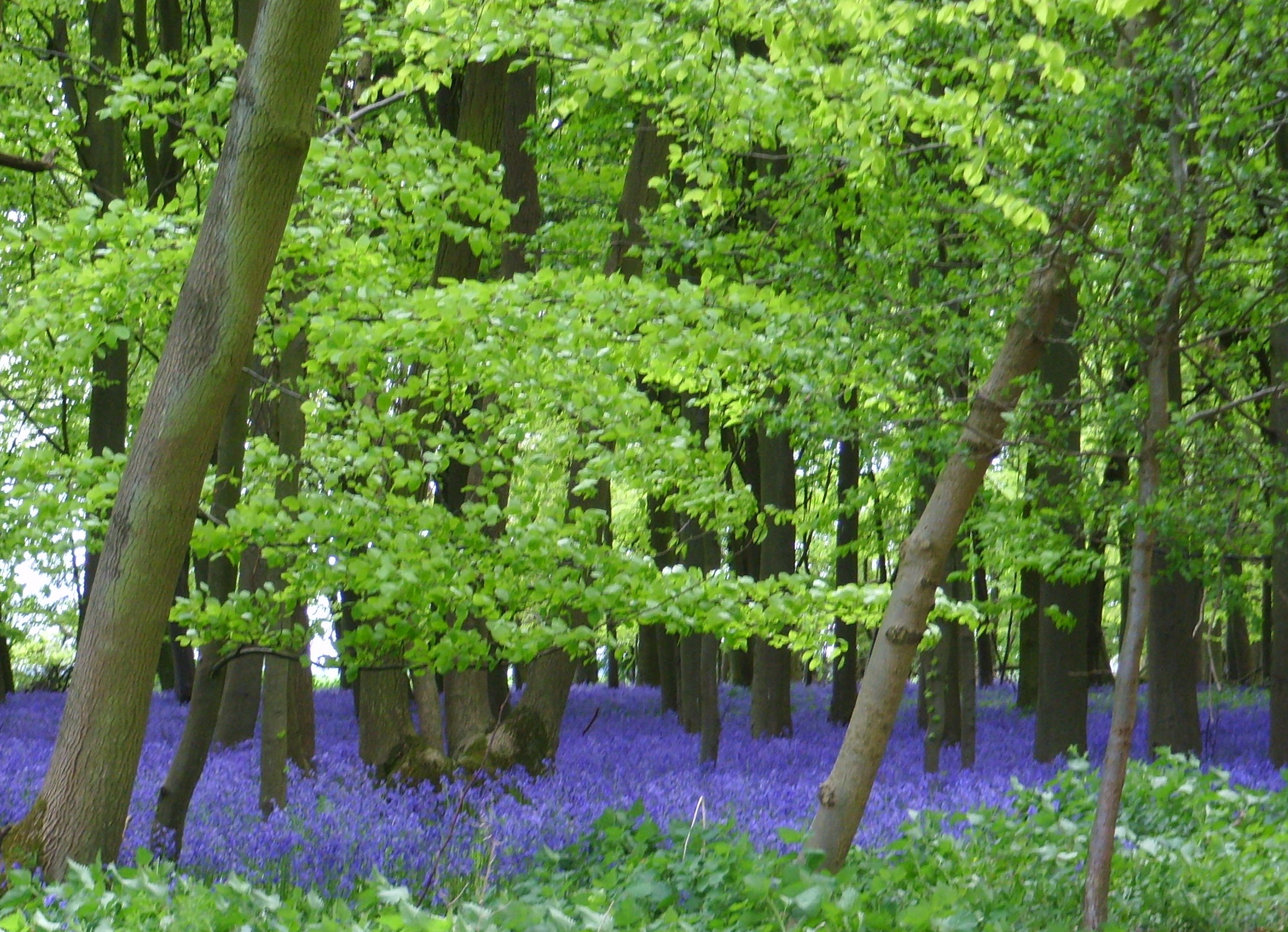 Téléchargez gratuitement l'image Fleurs, Fleur, Terre/nature sur le bureau de votre PC