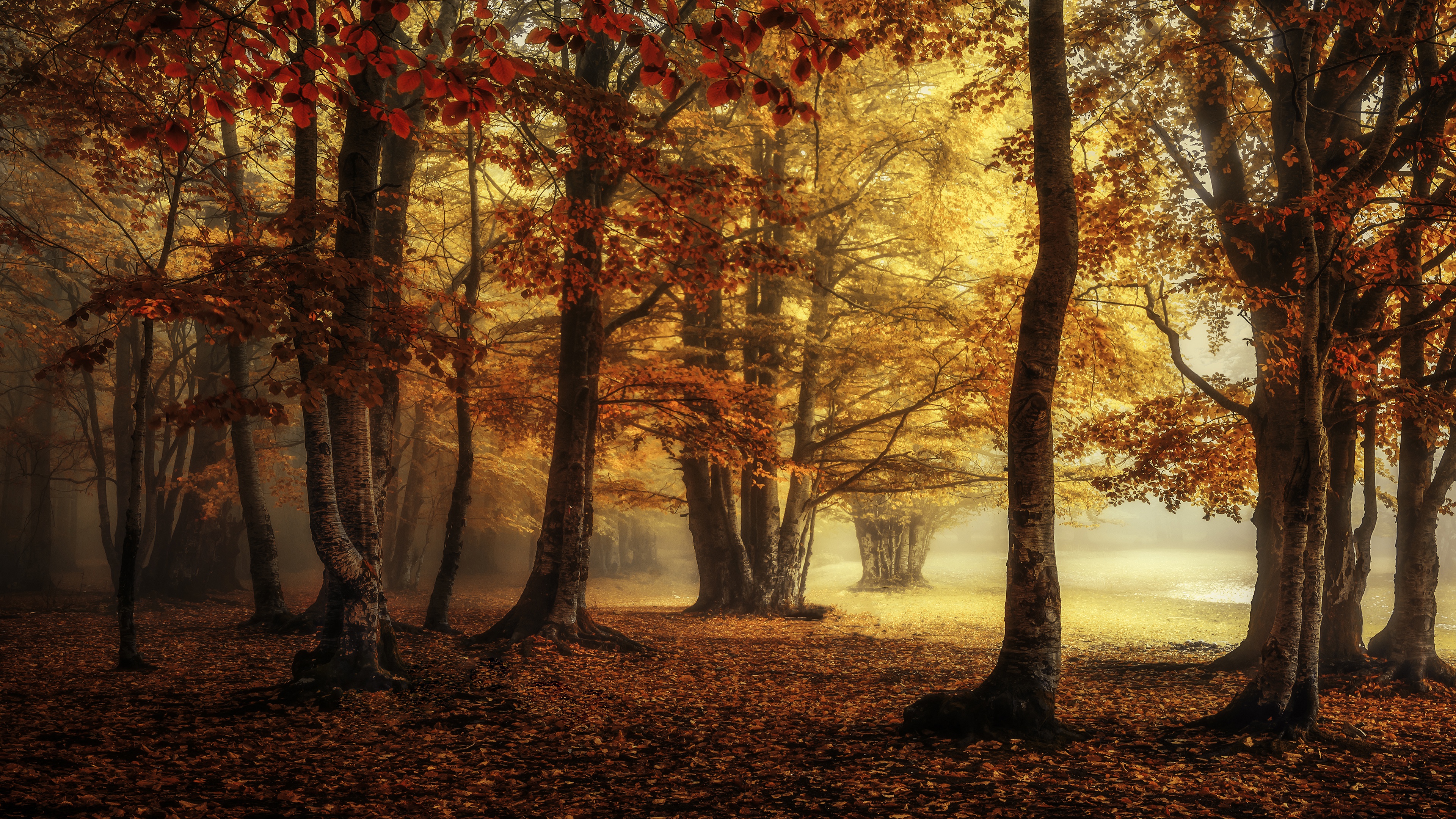 Laden Sie das Natur, Herbst, Wald, Baum, Nebel, Erde/natur-Bild kostenlos auf Ihren PC-Desktop herunter