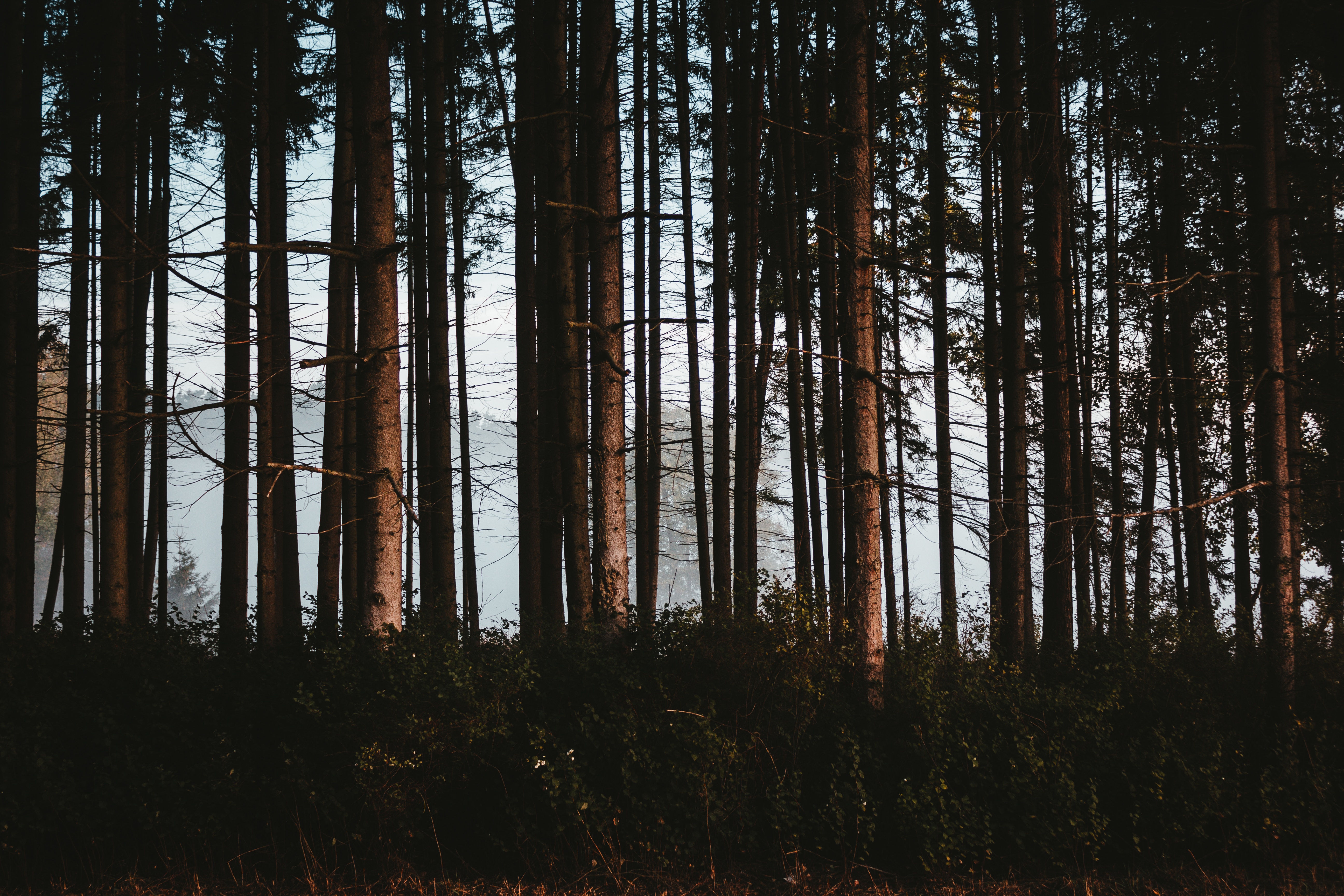 nature, trees, forest, fog, trunks HD wallpaper