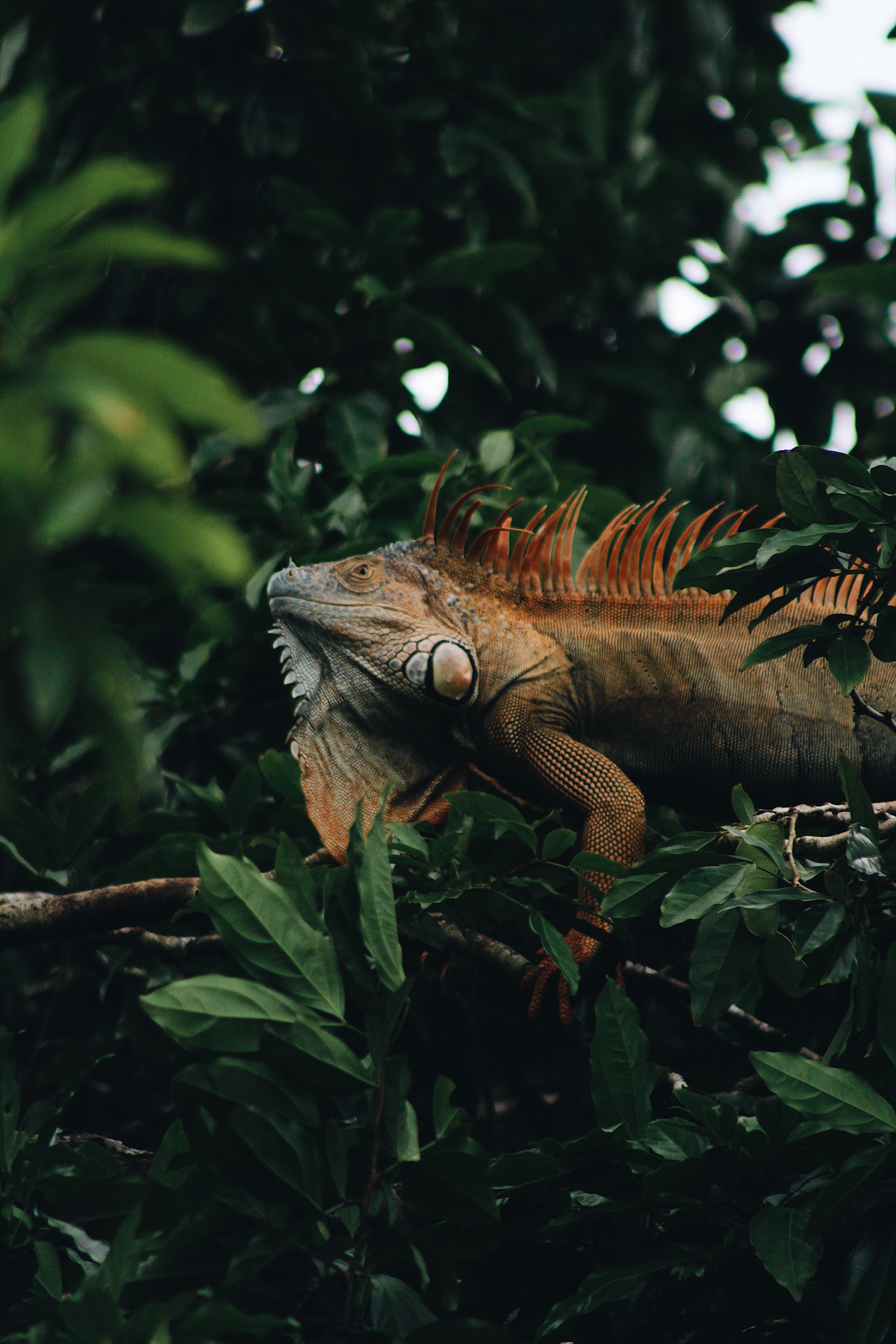 animal, animals, leaves, wood, tree, reptile, iguana cellphone