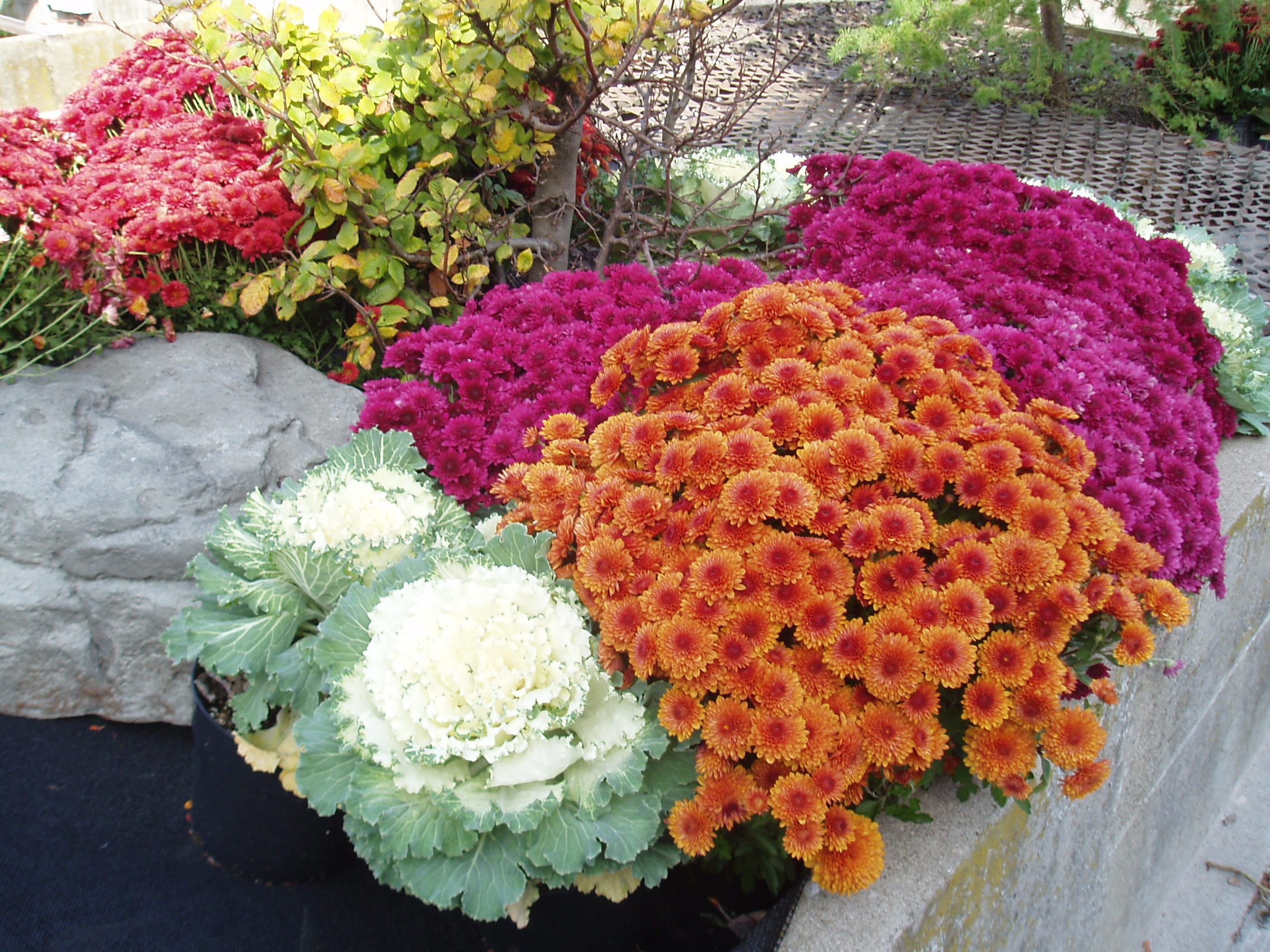 Handy-Wallpaper Garten, Menschengemacht, Herbst, Blume kostenlos herunterladen.