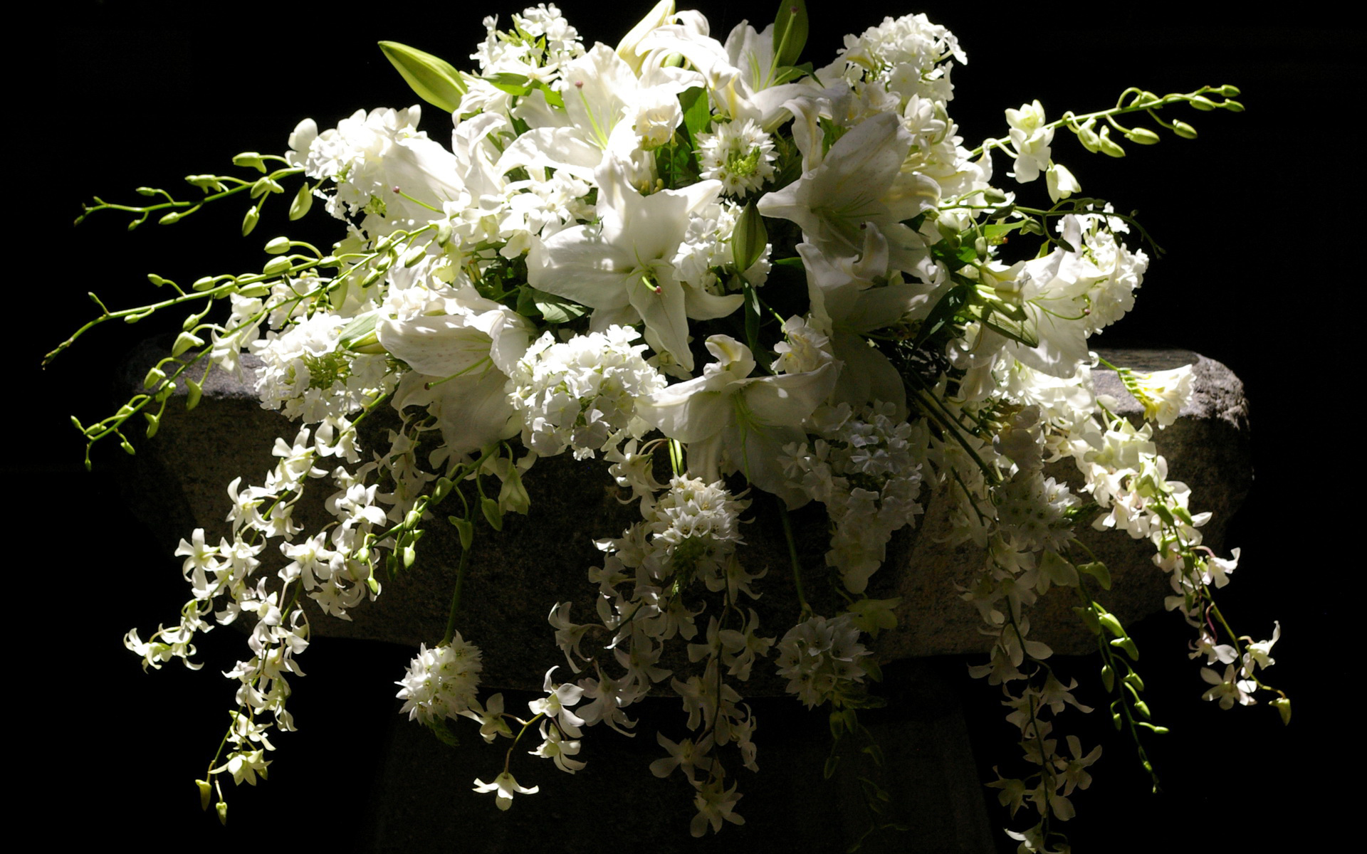 Téléchargez gratuitement l'image Fleurs, Fleur, Terre/nature sur le bureau de votre PC