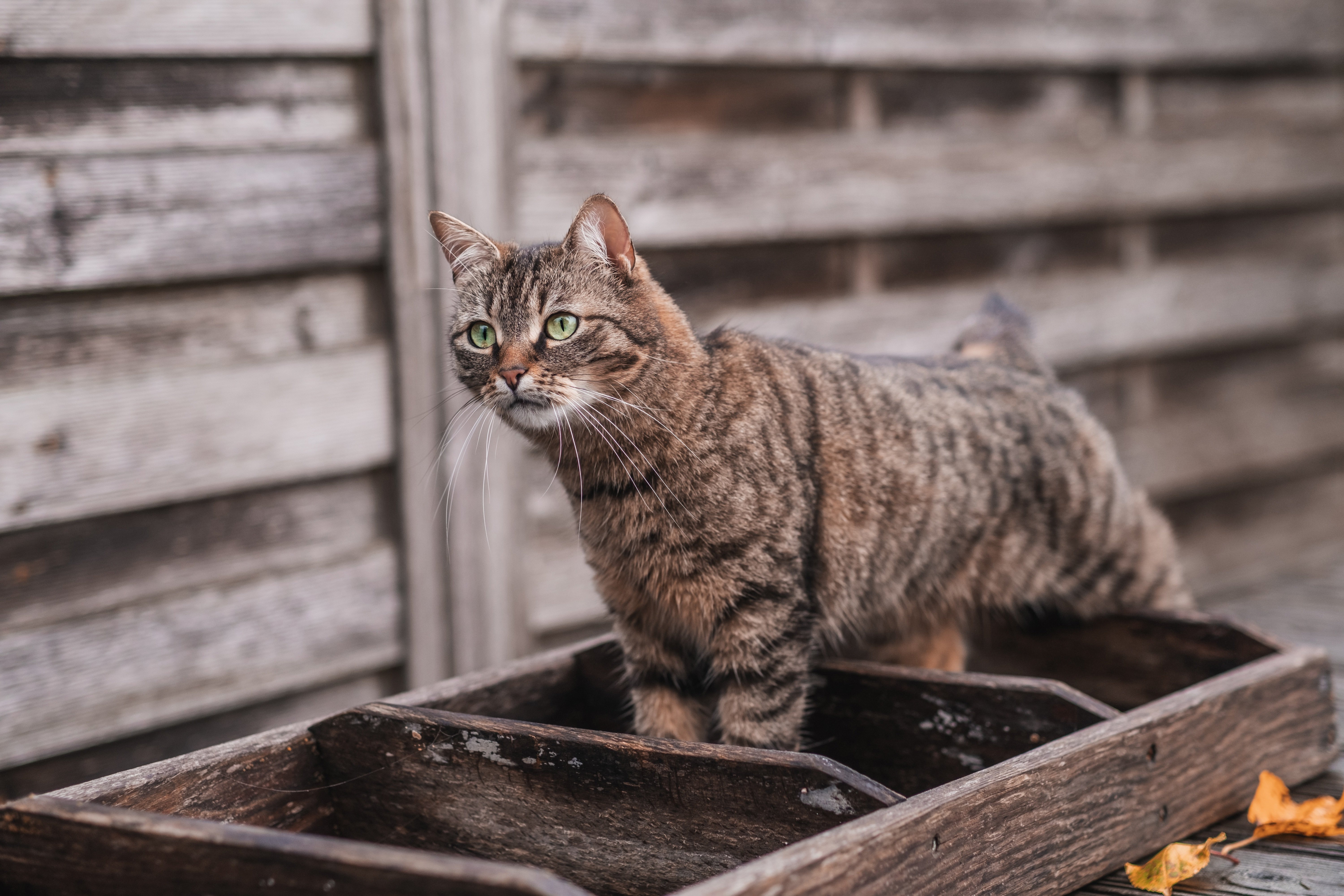 Laden Sie das Katze, Katzen, Tiere-Bild kostenlos auf Ihren PC-Desktop herunter