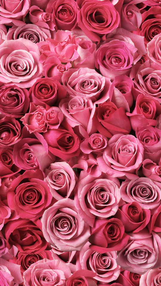 Download mobile wallpaper Flowers, Love, Rose, Earth for free.