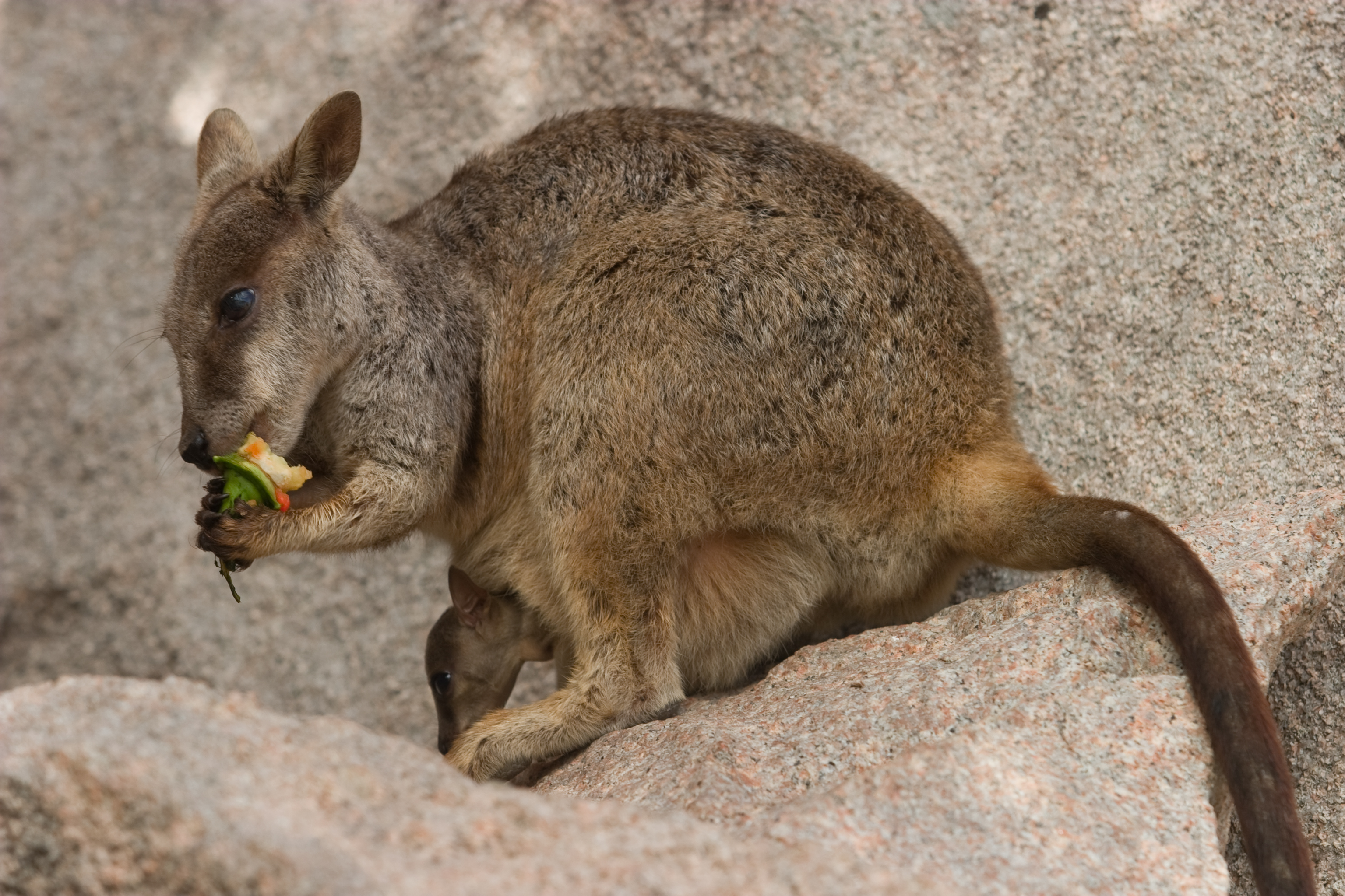 607235 baixar papel de parede animais, rock wallaby, wallaby - protetores de tela e imagens gratuitamente