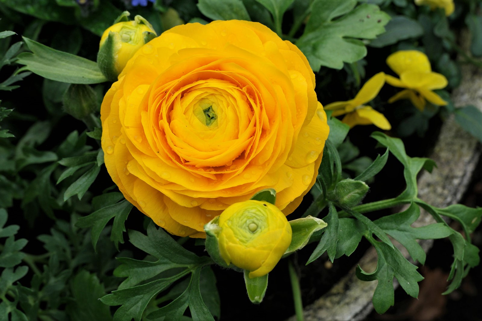Laden Sie das Blumen, Blume, Gelbe Blume, Erde/natur, Ranunkeln-Bild kostenlos auf Ihren PC-Desktop herunter
