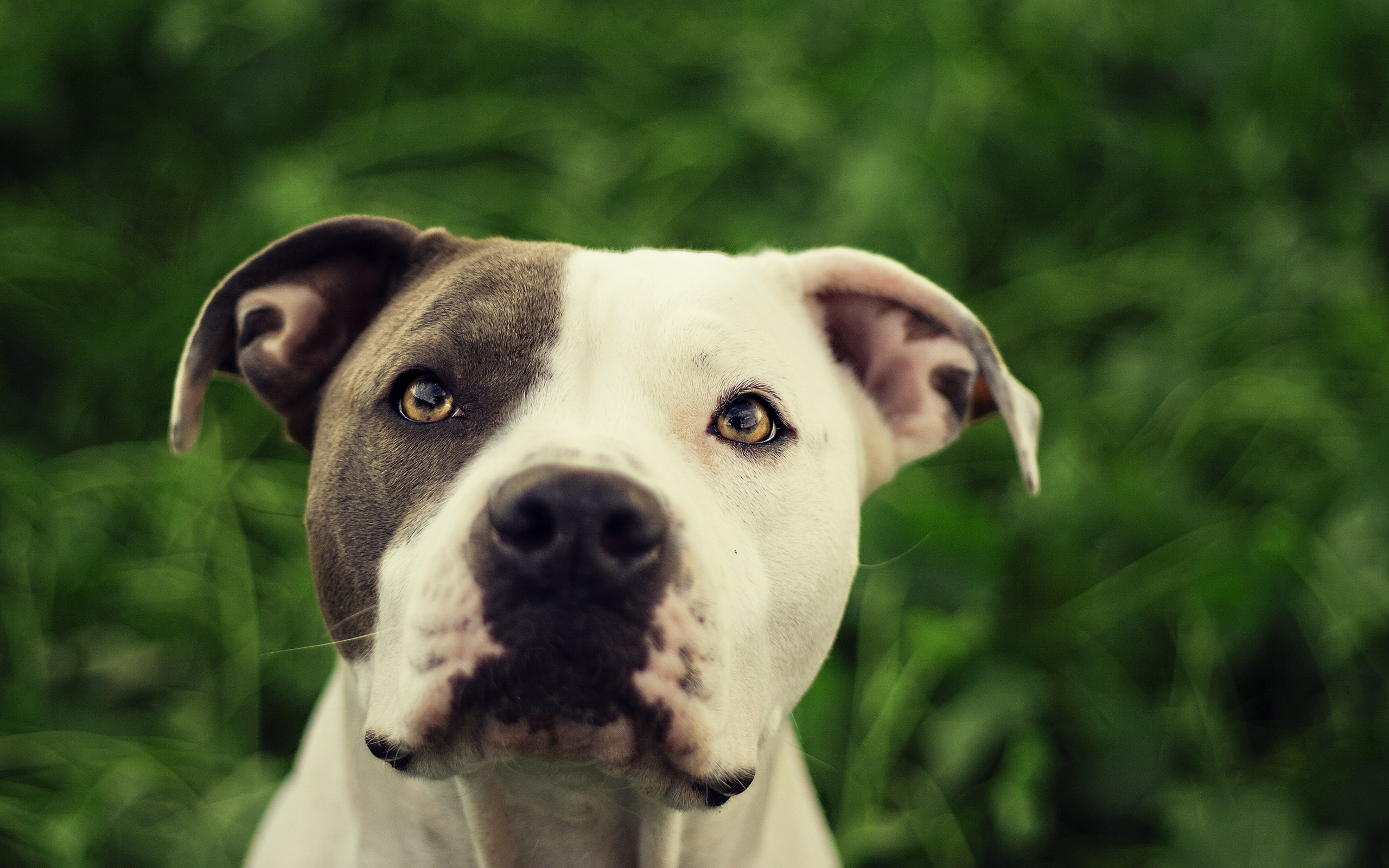 297111 descargar imagen pitbull, animales, perros: fondos de pantalla y protectores de pantalla gratis