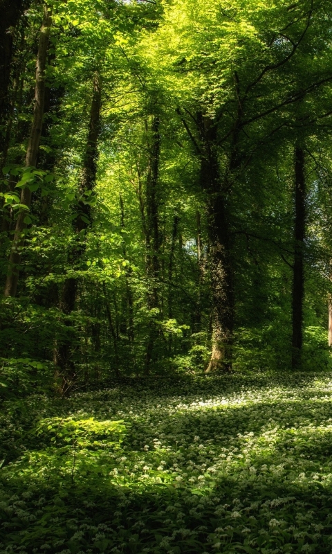 無料モバイル壁紙風景, 自然, 木, 夏, 森, 地球をダウンロードします。