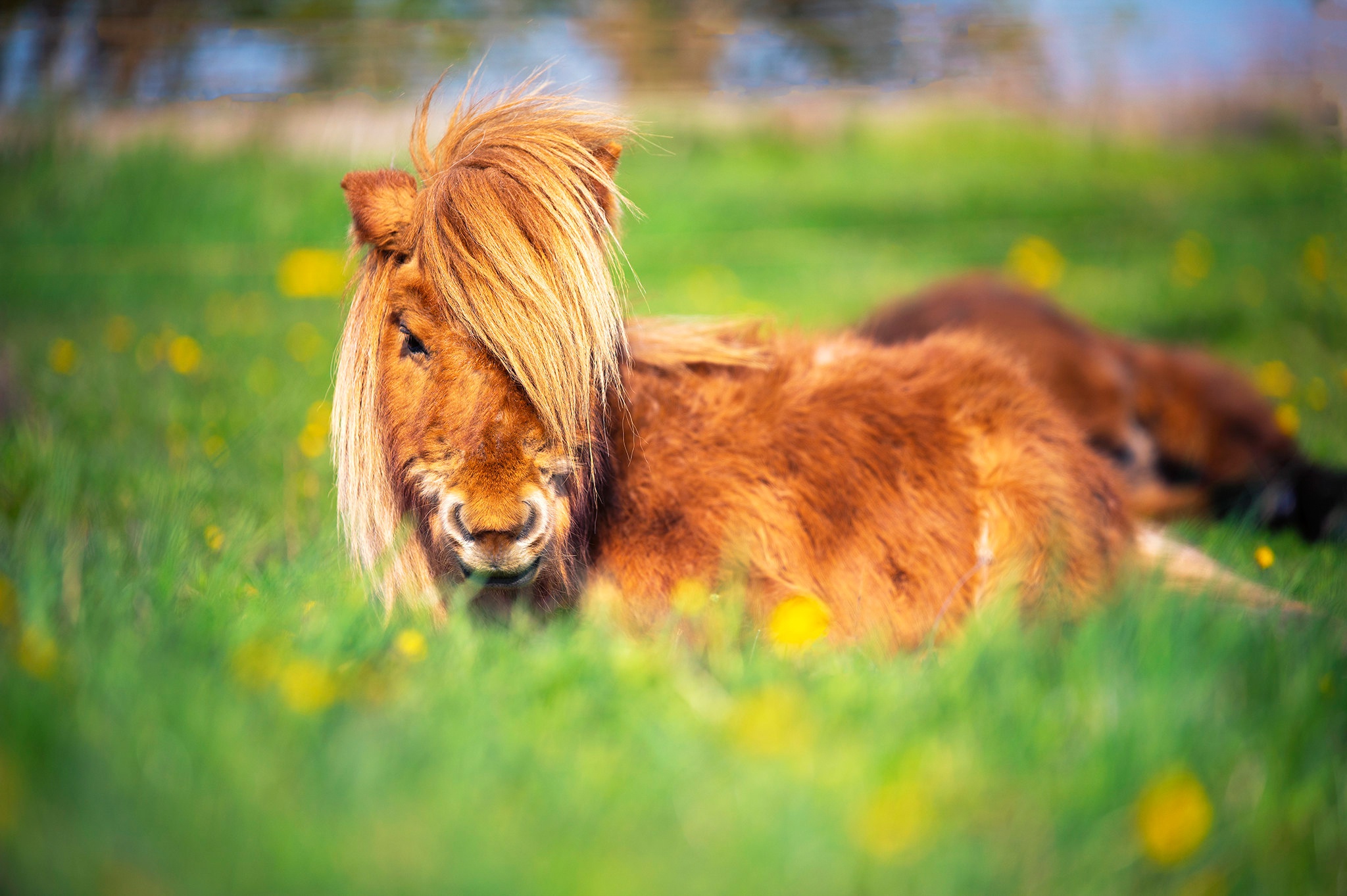 1041002 Bild herunterladen tiere, hauspferd, pony - Hintergrundbilder und Bildschirmschoner kostenlos