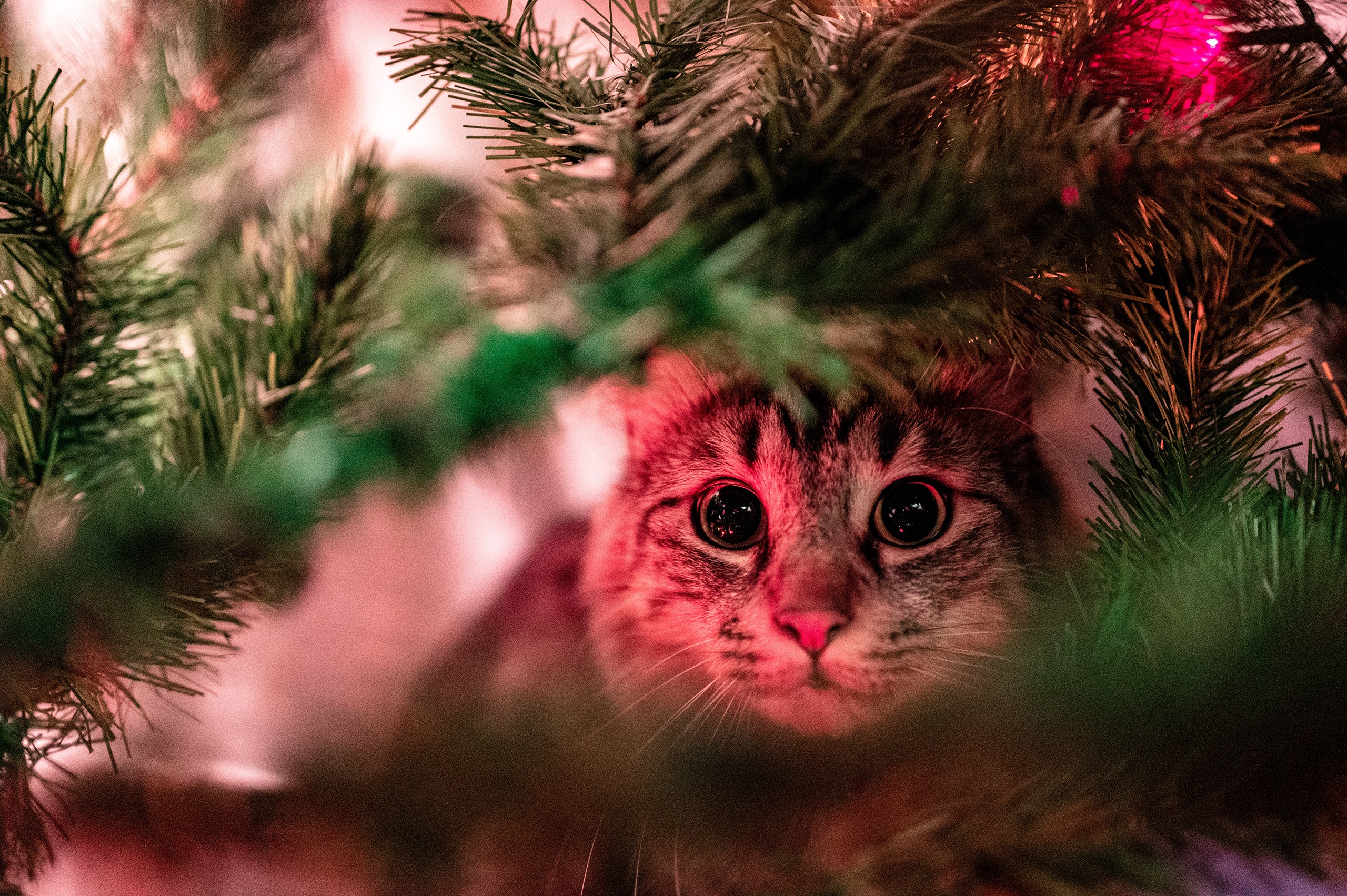 Baixe gratuitamente a imagem Animais, Gatos, Gato na área de trabalho do seu PC