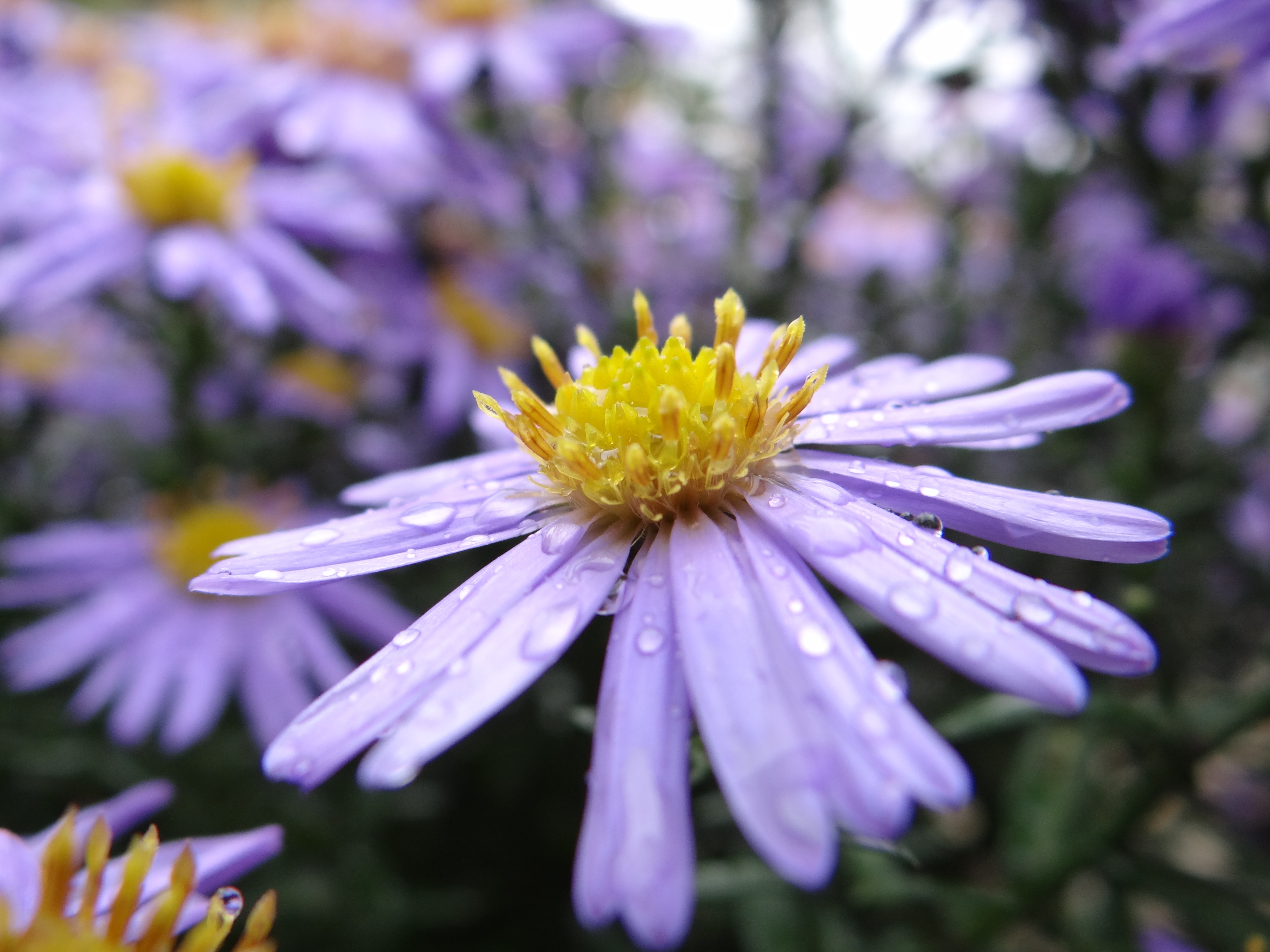 Descarga gratuita de fondo de pantalla para móvil de Naturaleza, Flores, Flor, Bokeh, Margarita, Flor Purpura, Tierra/naturaleza, Gota De Agua.