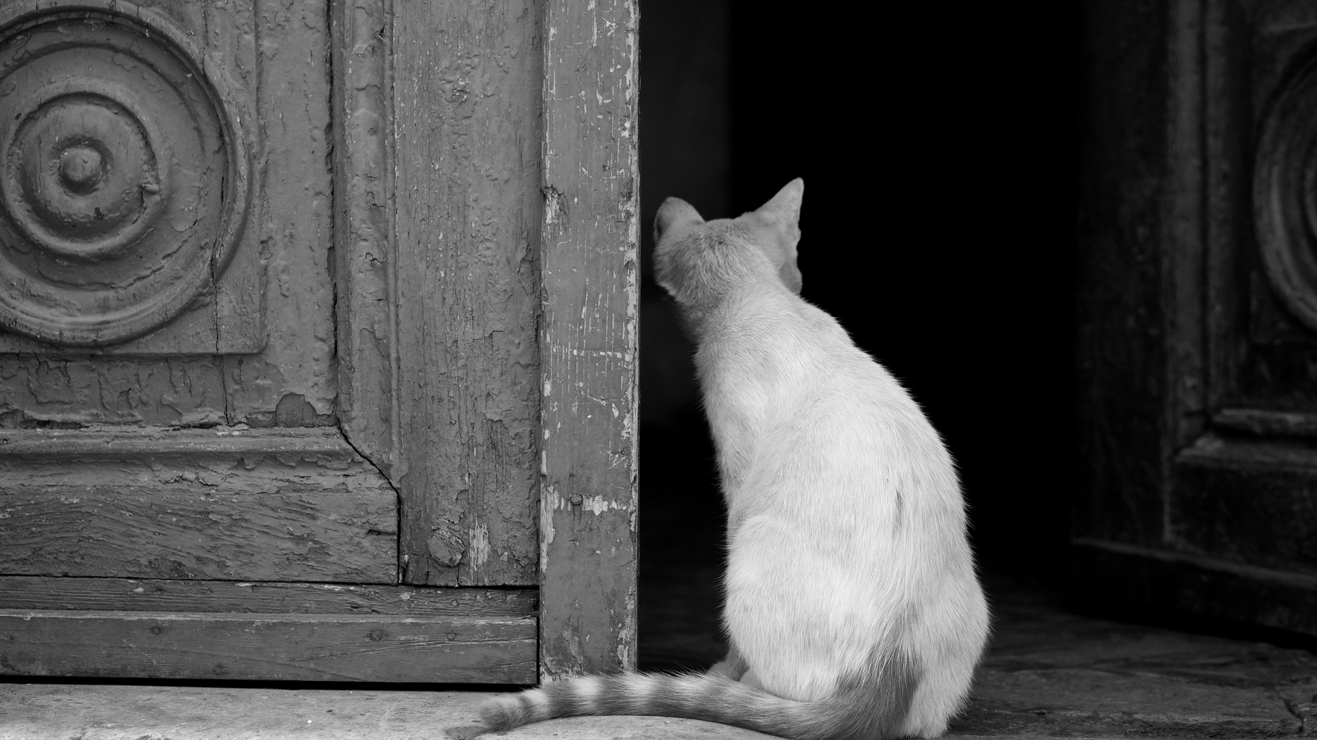 Téléchargez des papiers peints mobile Animaux, Chats, Chat gratuitement.